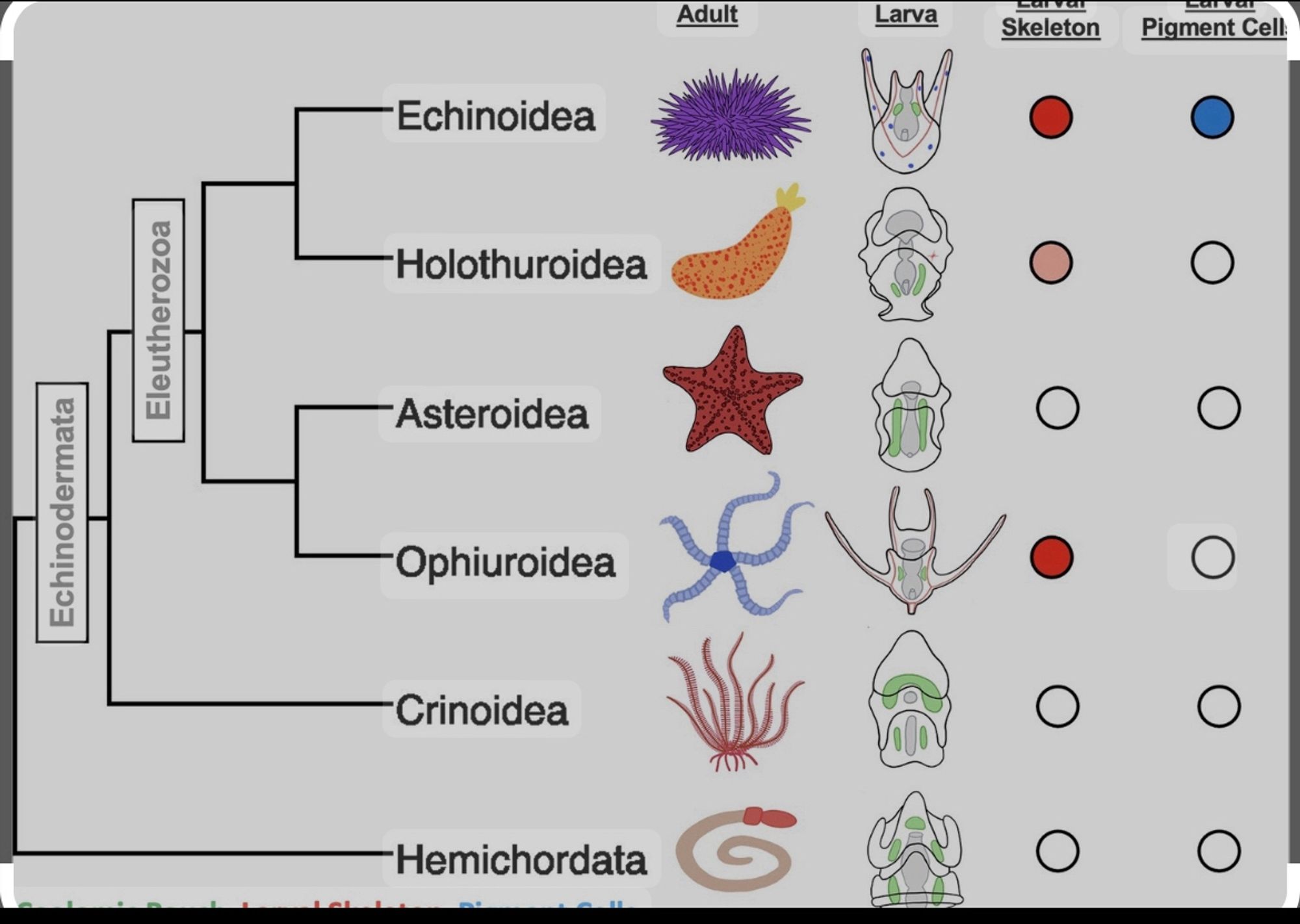 A phylogenetic tree showing the branches of the Echinodermata, an invertebrate group