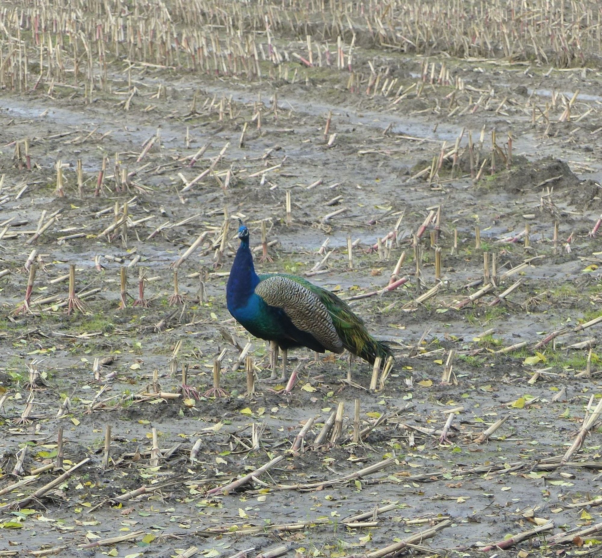 Pauw in een veld waarin het mais geoogst is. 29 oktober 2021