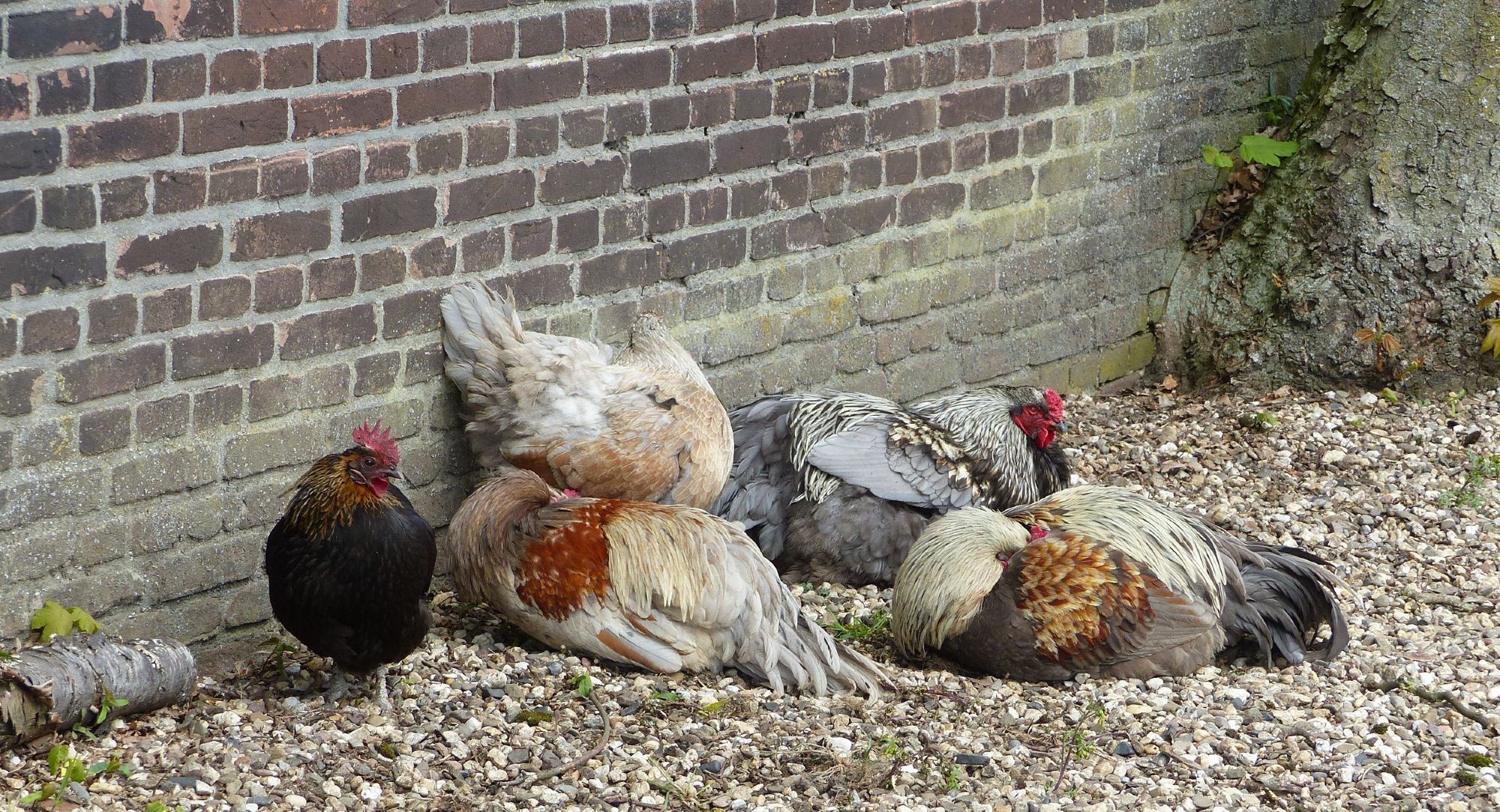 Muur van een oude woning, met daarvoor 5 bontgekleurde kippen, liggend en staand op kiezels. Op de achtergrond een stuk boomstronk.

Stone wall with 5 multicoloured chicken in front of it, stretched out on pebbles.
On the background a stump of a tree.