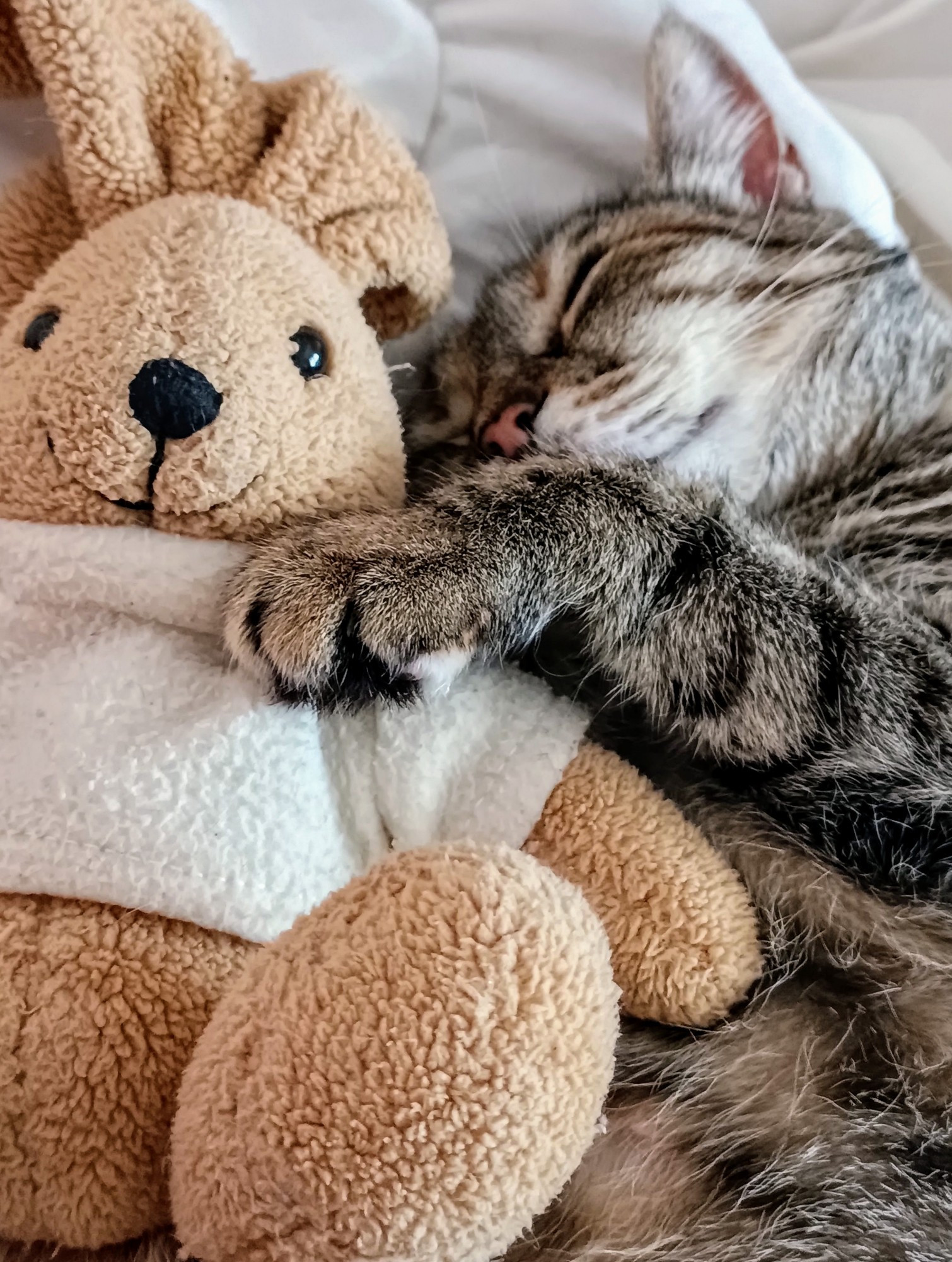 This is my cat Luna sleeping and having an adventure of dreams, and she is hugging this rabbit plushie... OH GOSH, SHE'S CUUUUUUTEEEEEEE!!!! 🥺💞💞💞💞💞💞💞😴😴