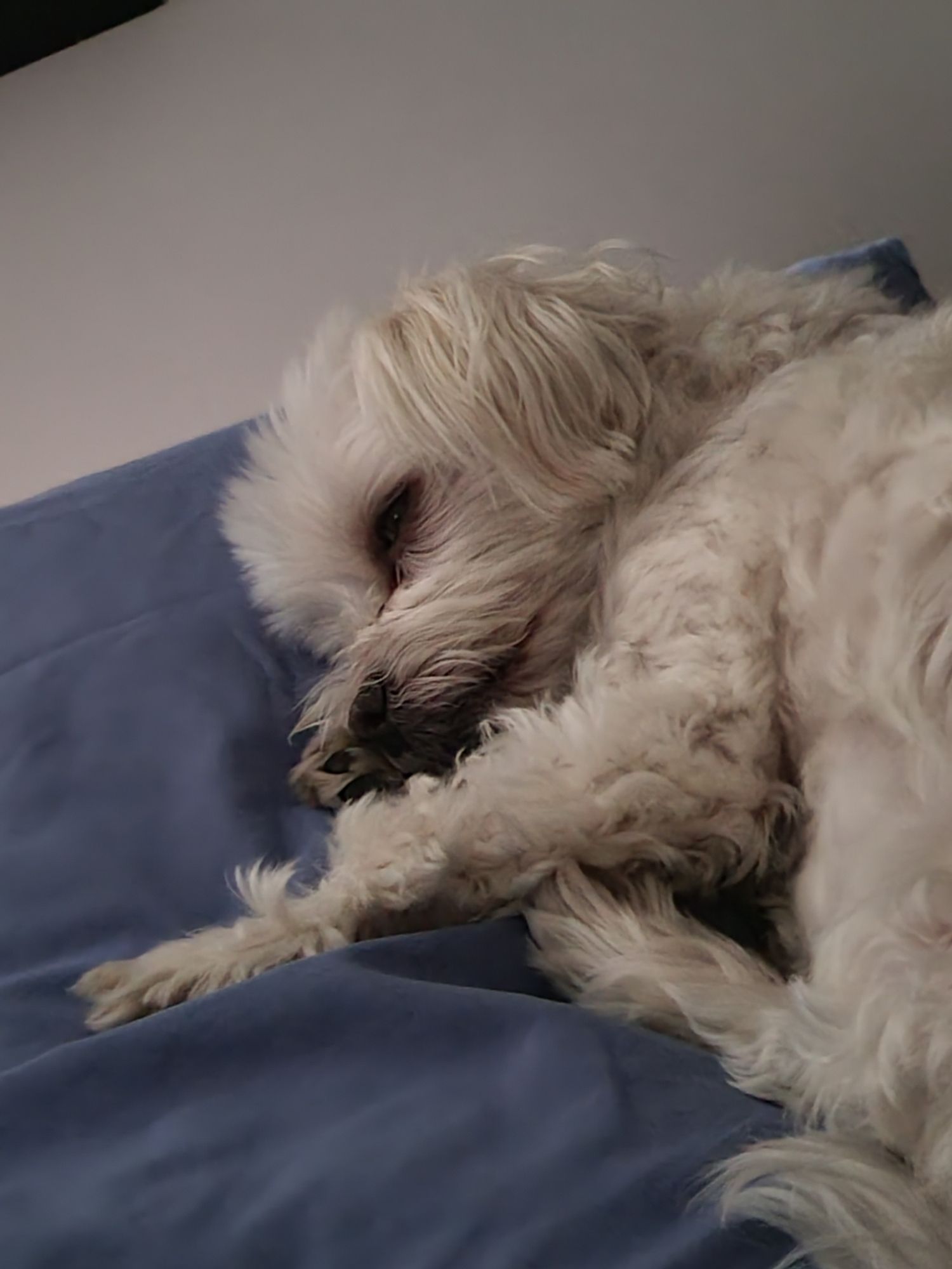 My small, white Maltese dog sleeping on a pillow.