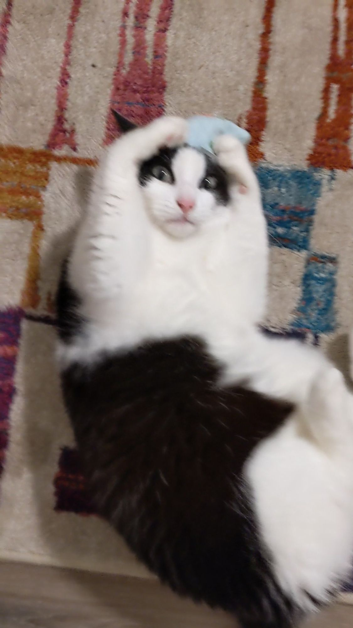 A white and black cow cat with wild looking eyes on her back mid cat nip toy attack with her arms over her head gripping the toy.