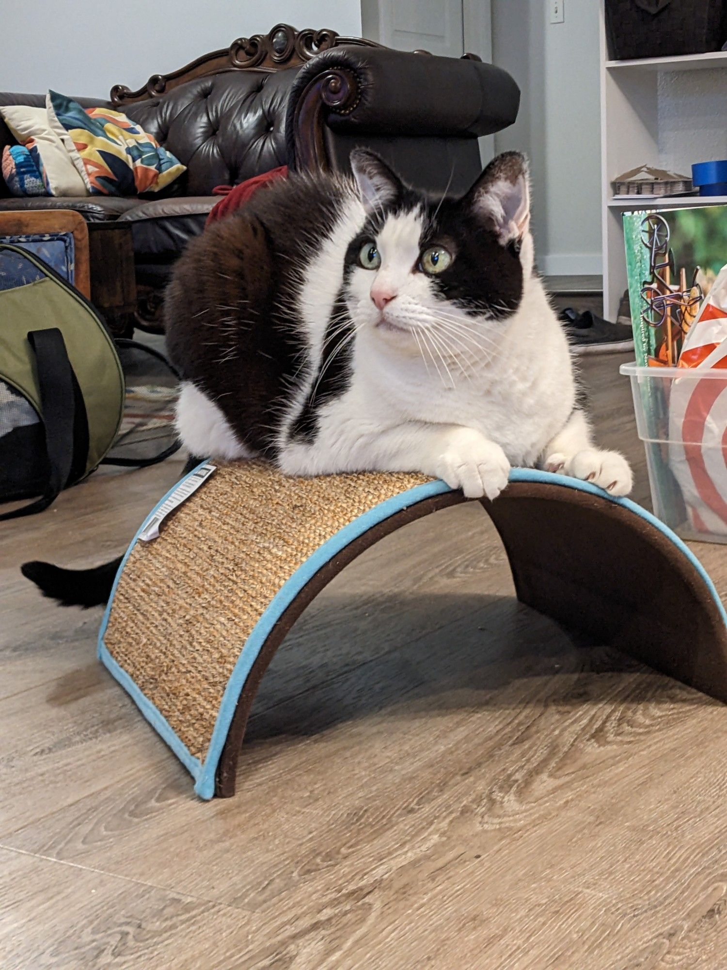 A white and black cow cat laying on top of a half cylinder scratching post wide eyed.