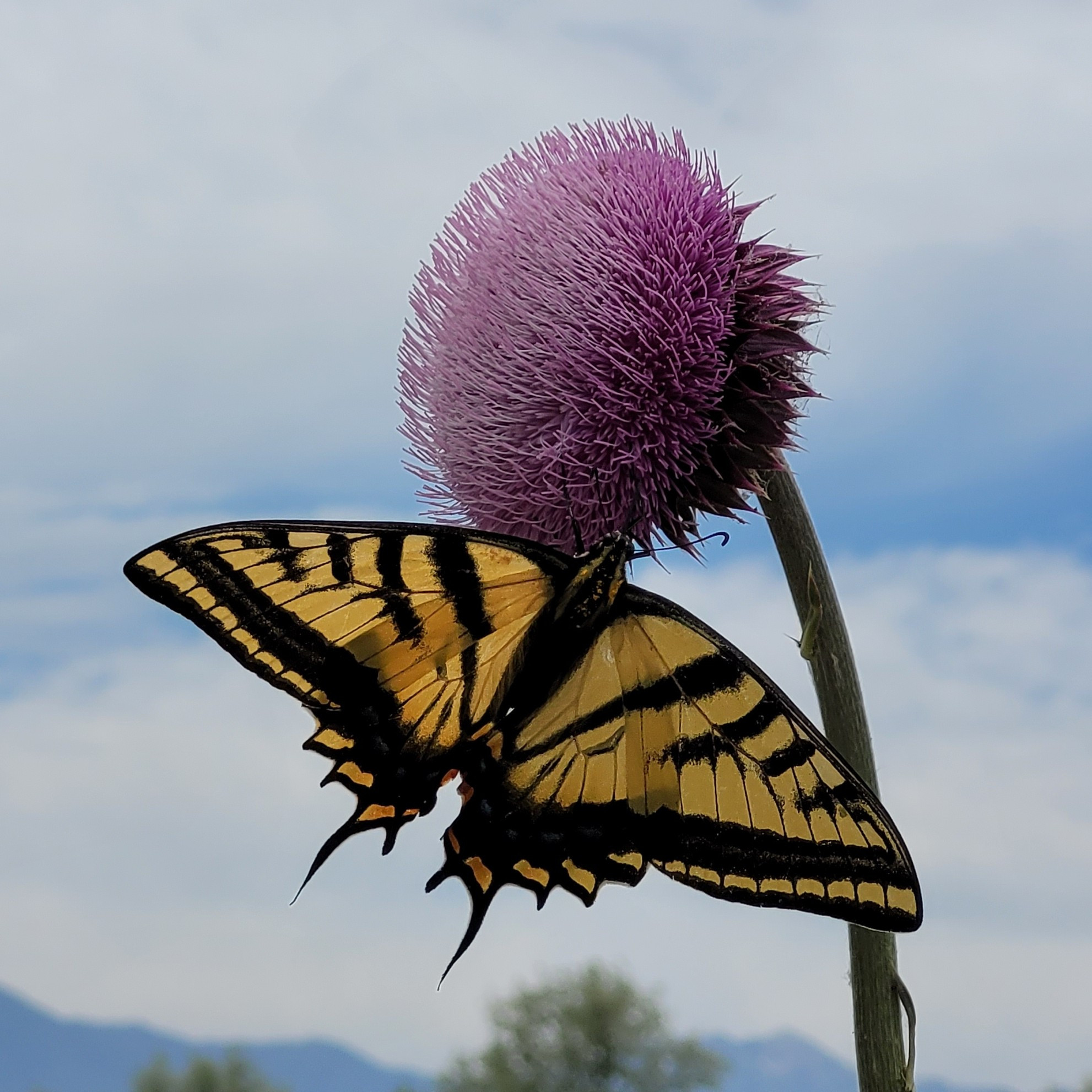 Western Tiger Swallowtail butterfly feeding on common purple thistle bloom #utahlake ©AVM 2024