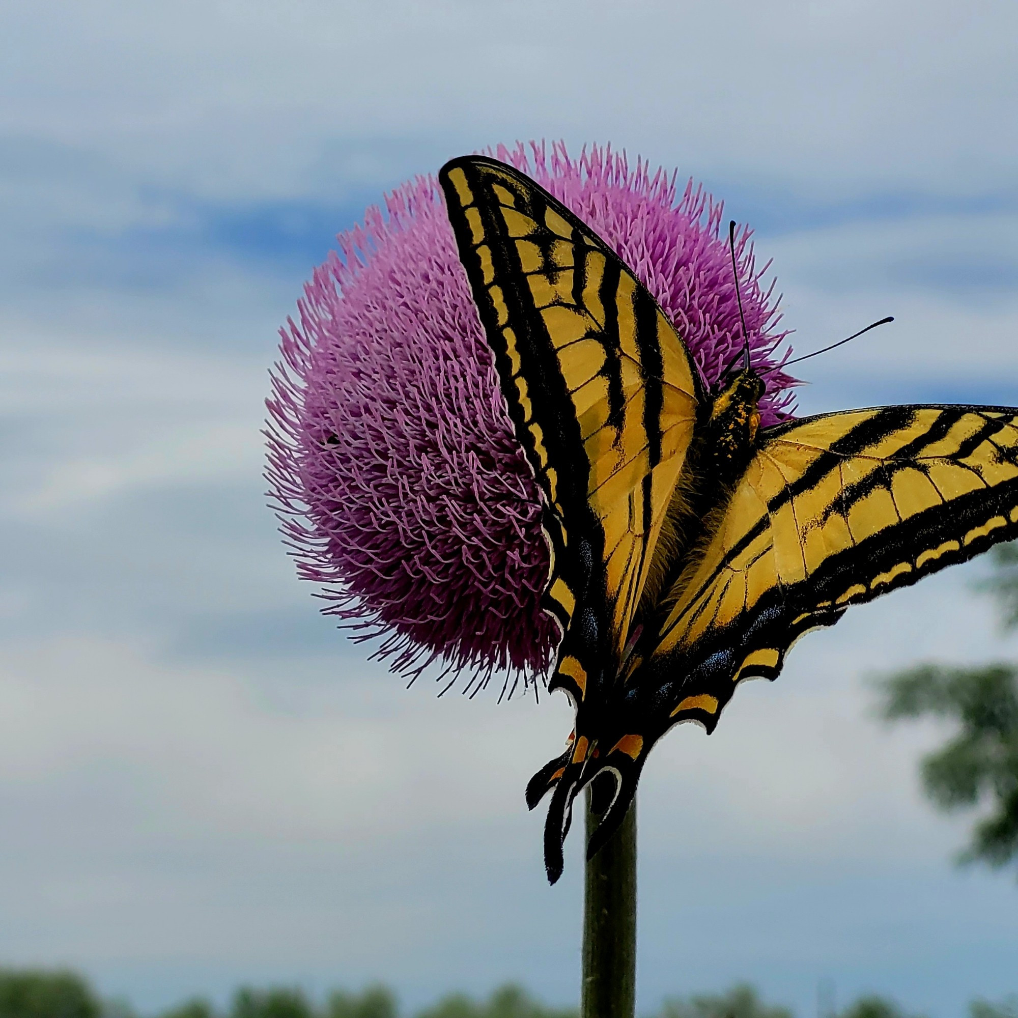 Western Tiger Swallowtail butterfly on common purple thistle #utahlake ©AVM 2024