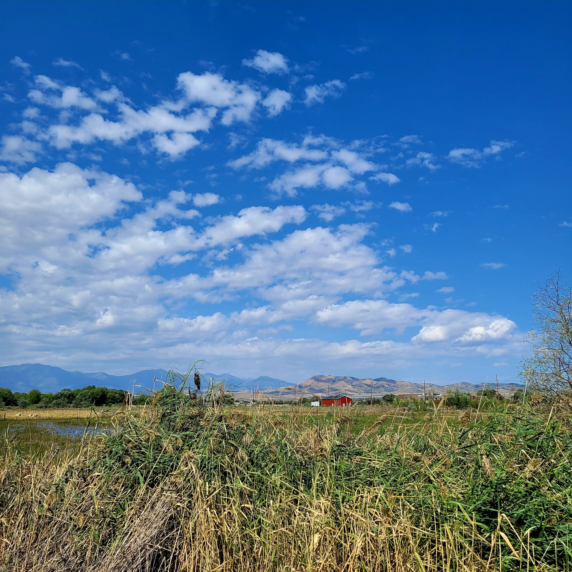 Blue sky with clouds over field, red barn in the distance #utahlake ©AVM 2024