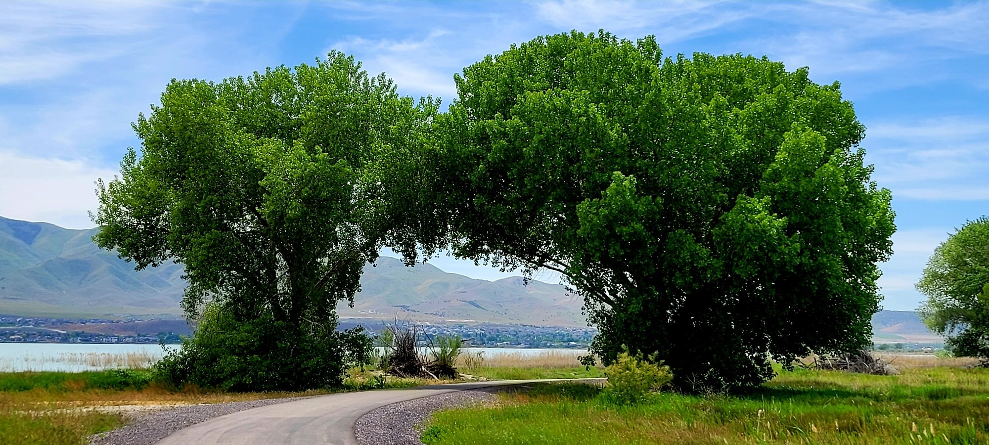 The canopies of two cottonwood trees blend together, forming a solid arch of leaves over a curved, paved pathway at the edge of a lake. #utahlake ©AVM 2024