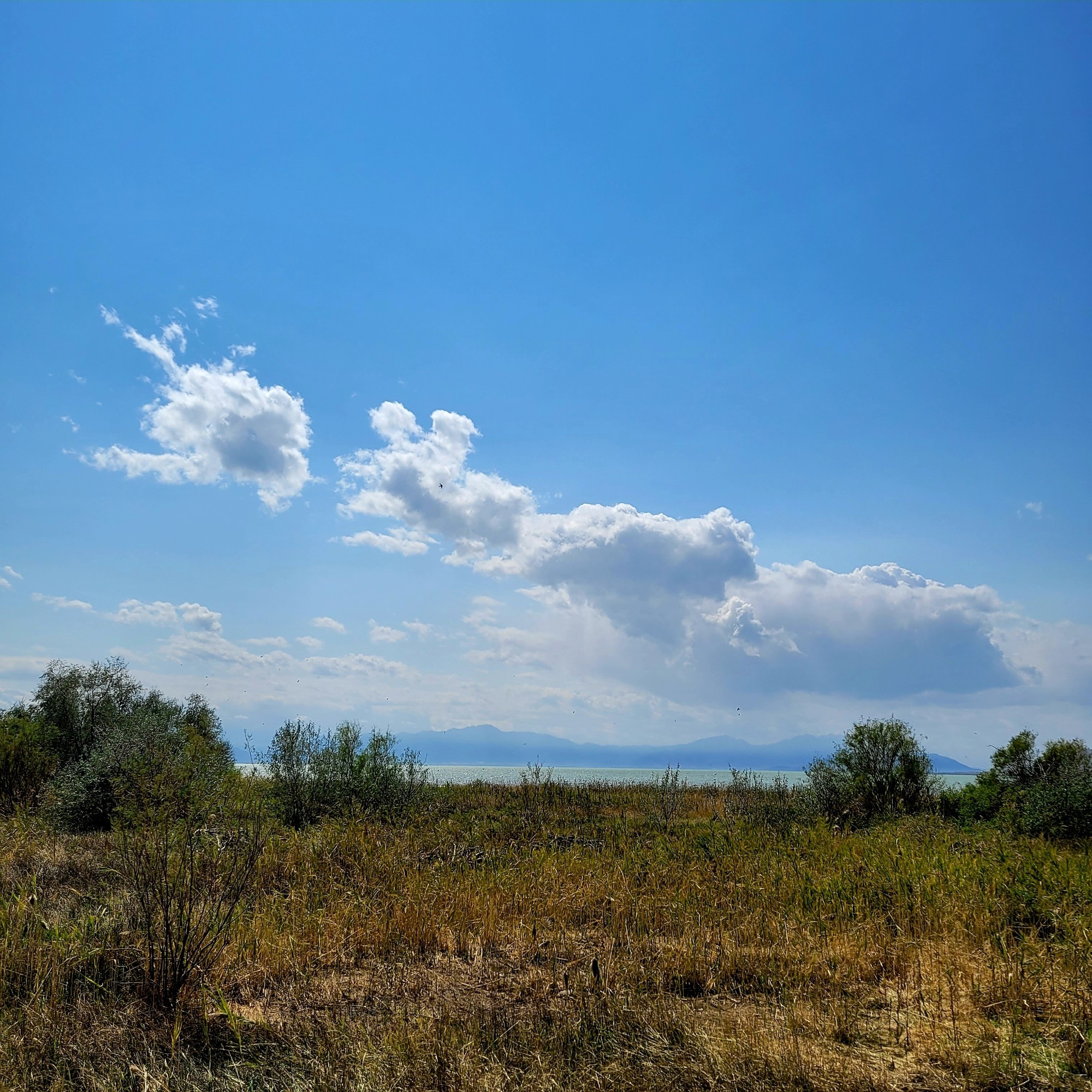 Blue sky, clouds, and foliage #utahlake ©AVM 2024