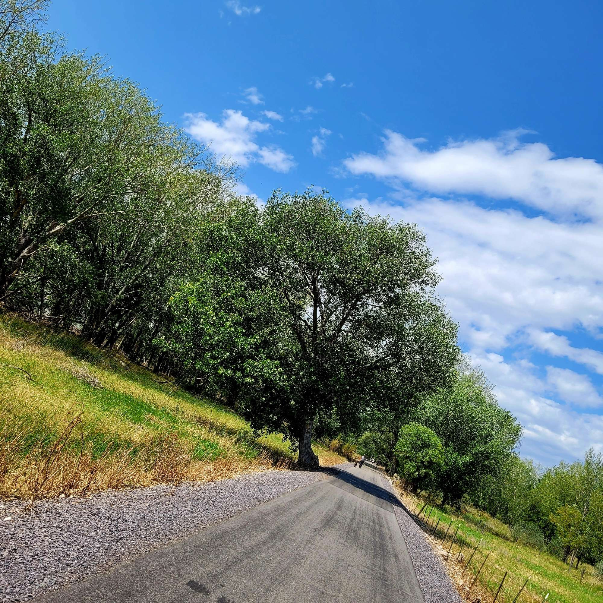 A perfect tree growing at an angle so I tilted the camera and the world around the tree is now askew #utahlake ©AVM 2024