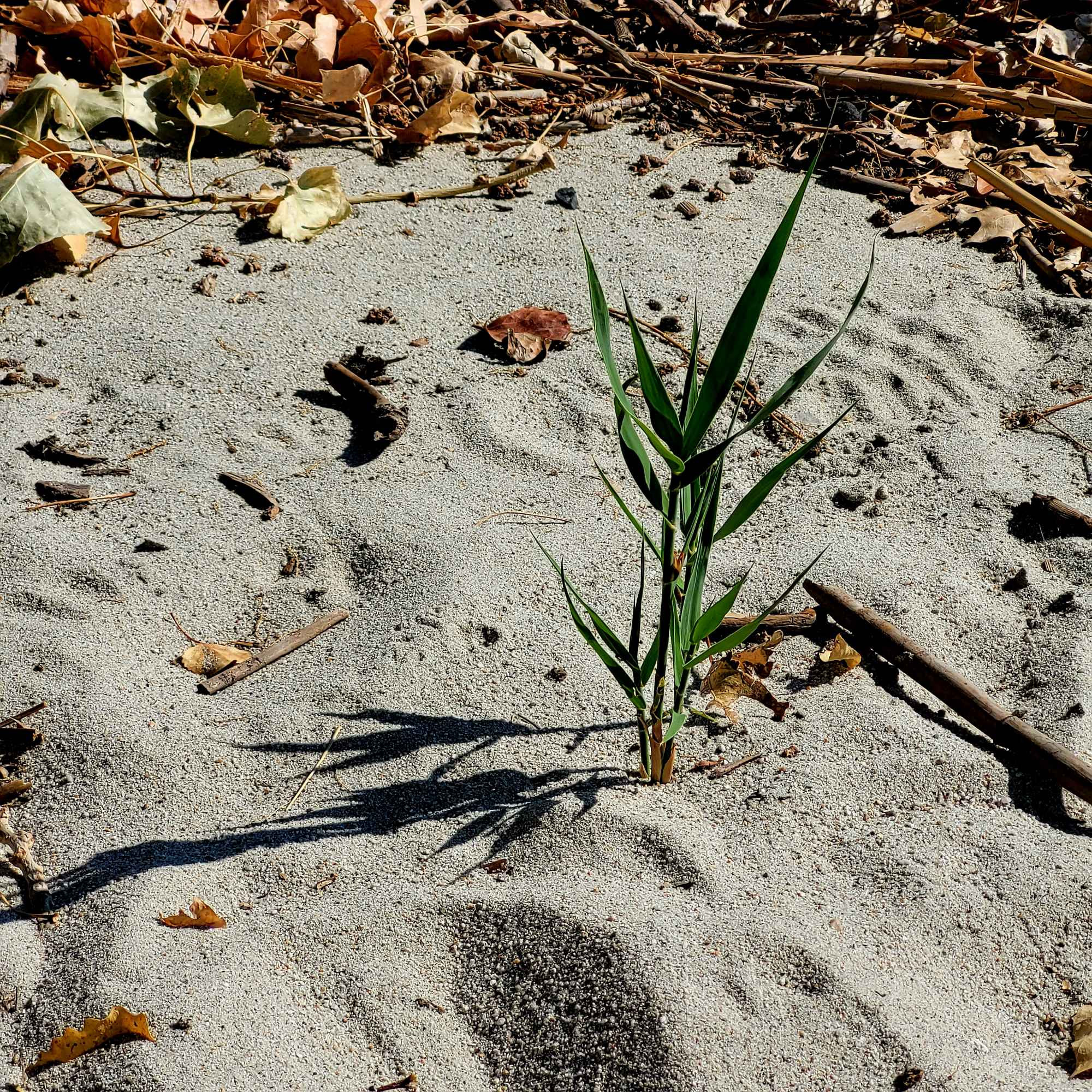 A single clump of prairie grass growing through beach sand ©AVM 2024 Utah Lake