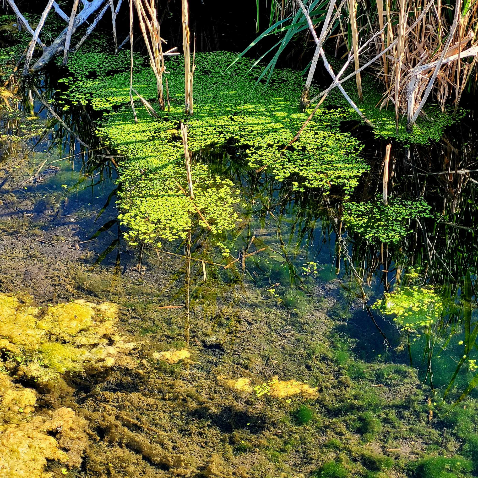 Wetlands water with algae and other fauna ©AVM 2024 Utah Lake