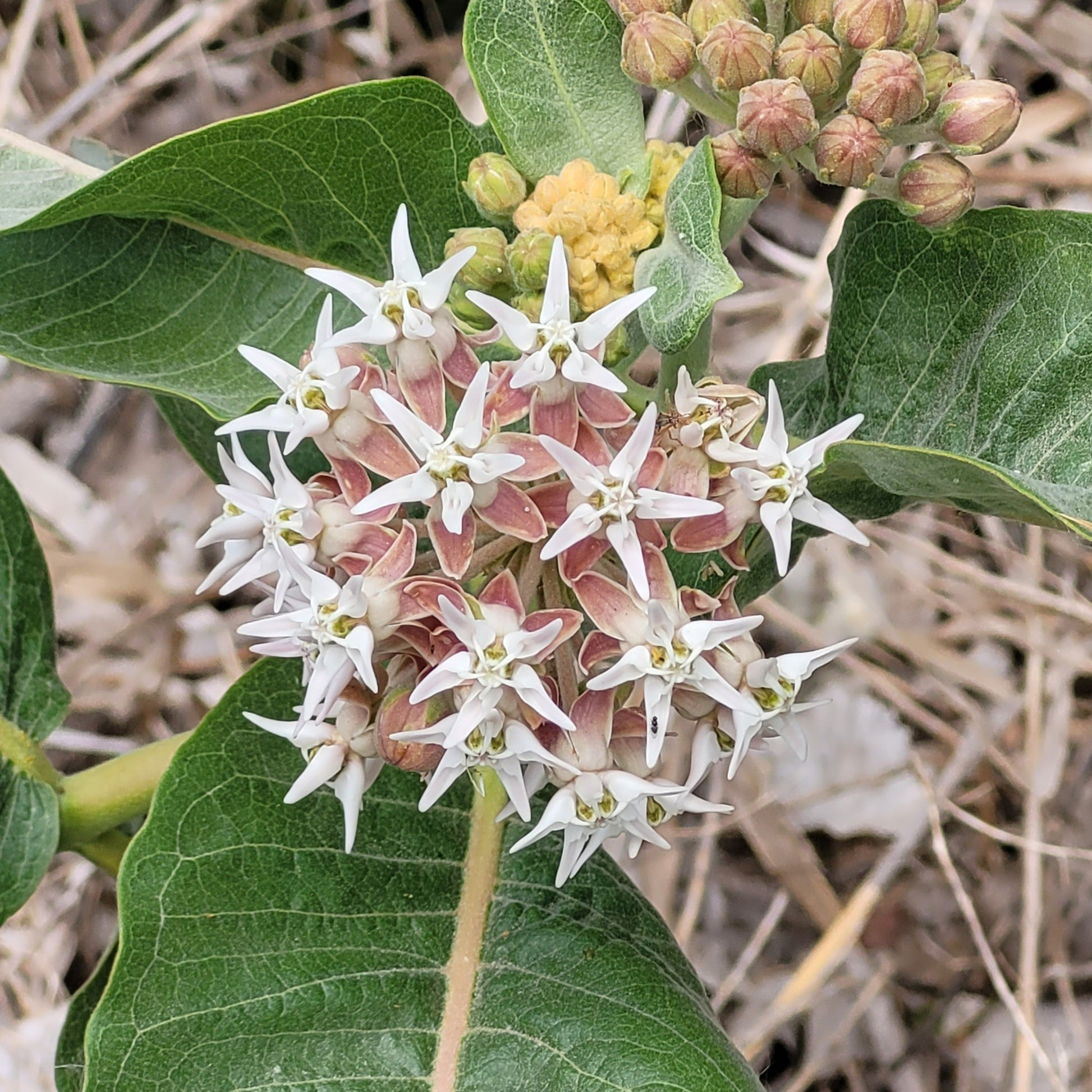 Milkweed blooms #utahlake ©AVM 2024