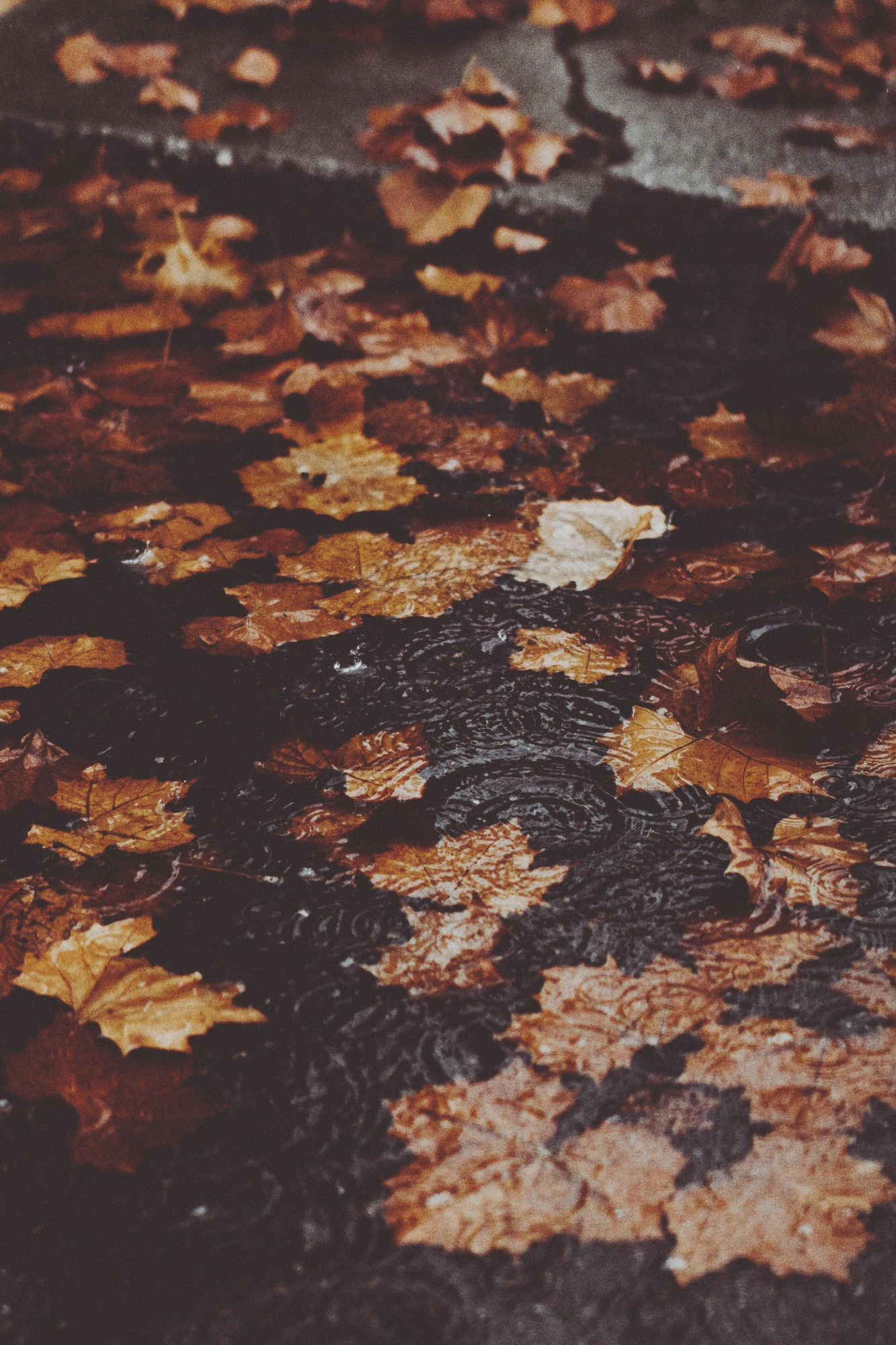 Leaves in a puddle