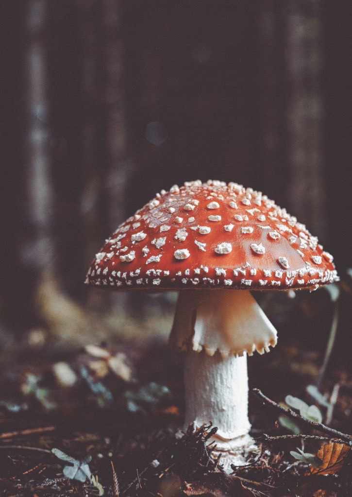 A mushroom in the forest