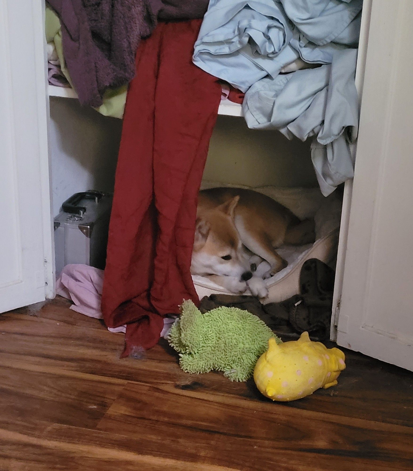 A shiba inu rests in a bed in a closet. Two dog toys are in front of the bed and the dog has pulled blankets and sheets from the shelf above, causing them to partially obscure the view.