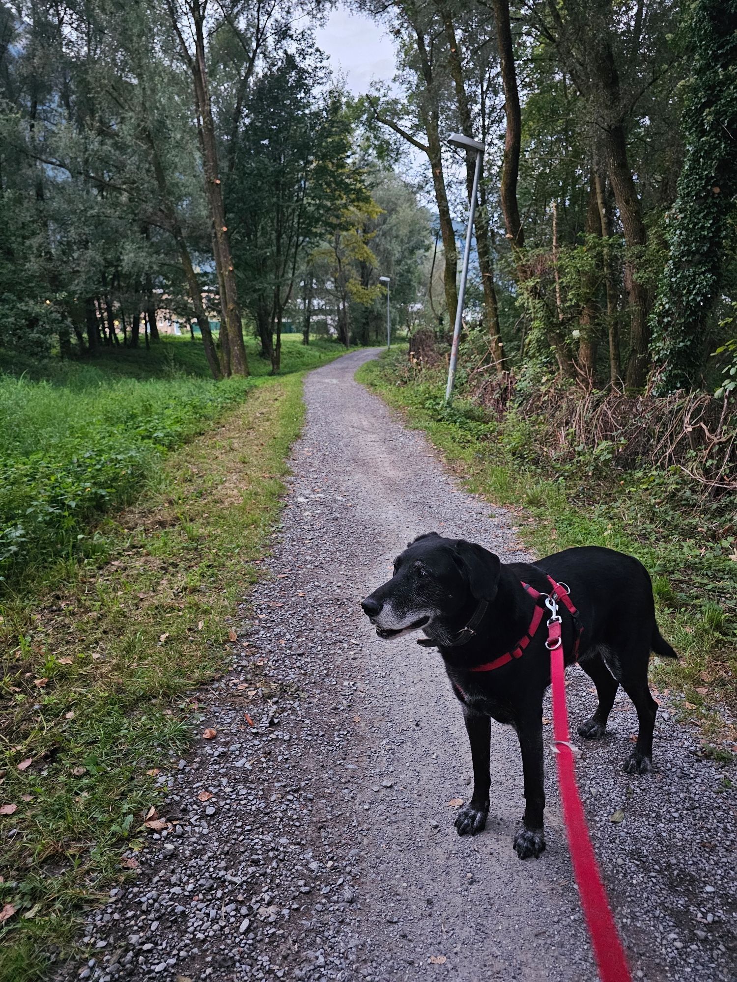 Hund in rotem Geschirr auf Schotterweg zwischen Bäumen