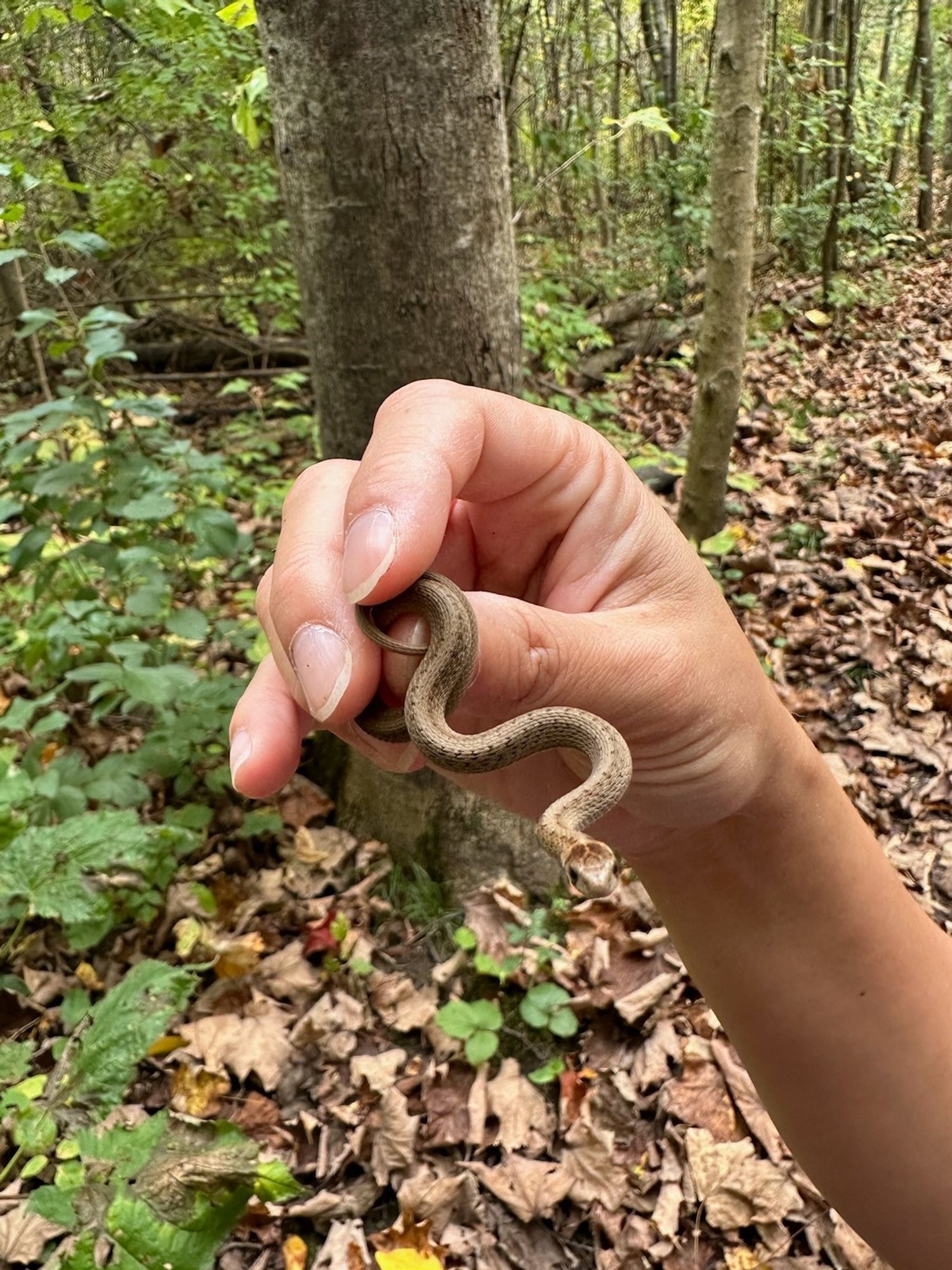 A hand holding a small brown snake in a forest where the ground is covered by dried leaves