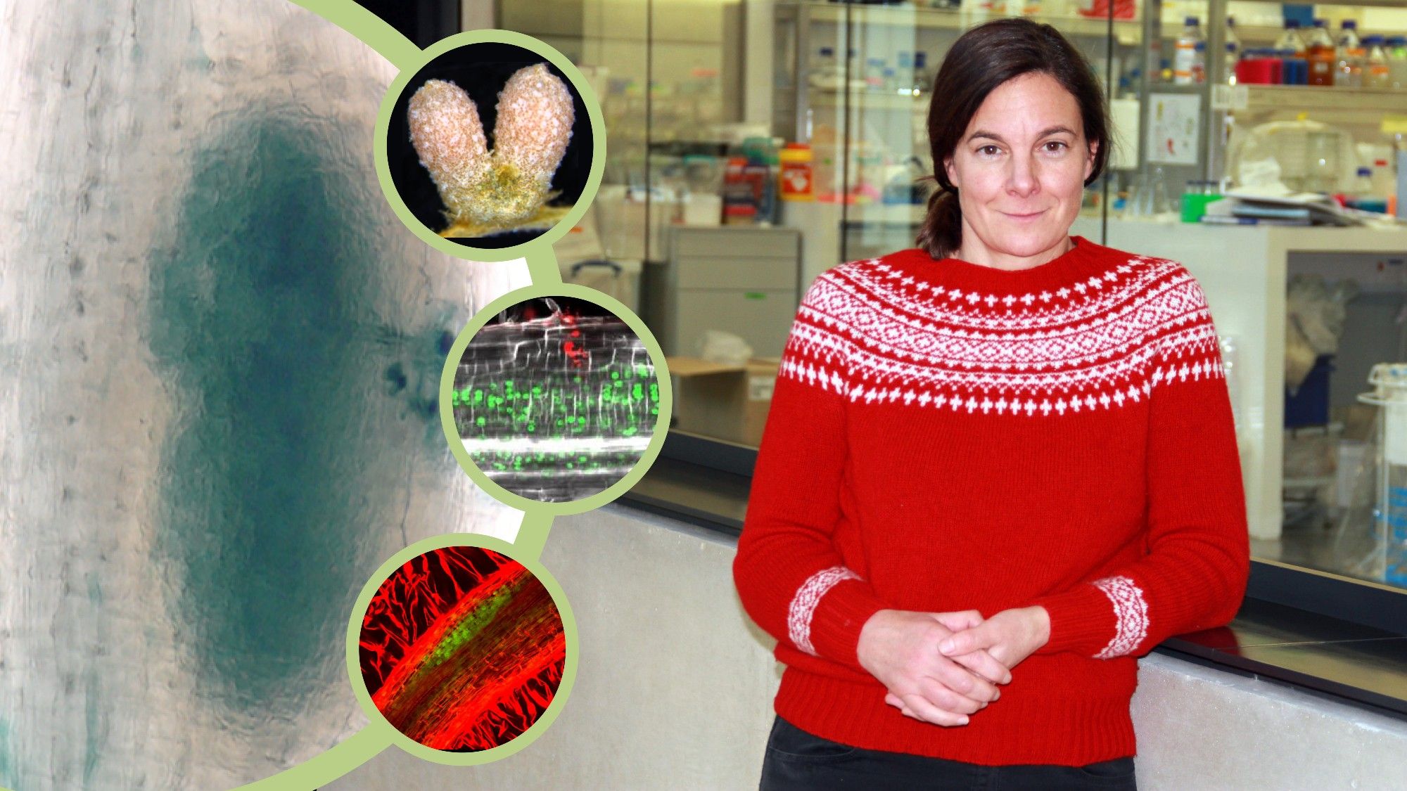 Using genome-scale and developmental genetic approaches, Katharina Schiessl (pictured) will characterise the regulatory pathways and cellular processes that underpin the initiation and differentiation of root-related organs associated with the accommodation of beneficial nitrogen-fixing bacteria and parasitic root knot nematodes. Image of Dr Schiessl with SLCU lab in background and overlay of images taken by Katharina showing various stages of root nodule development.