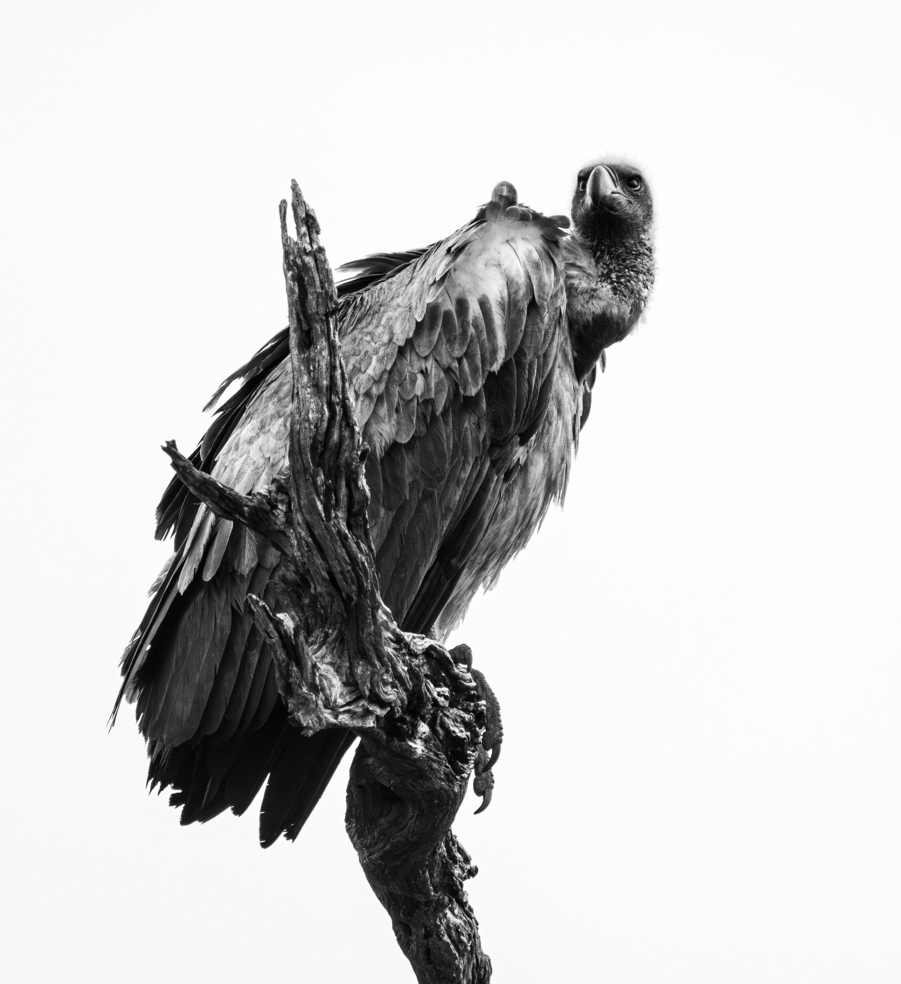 Black and white photo of a white backed vulture sitting on a dead branch