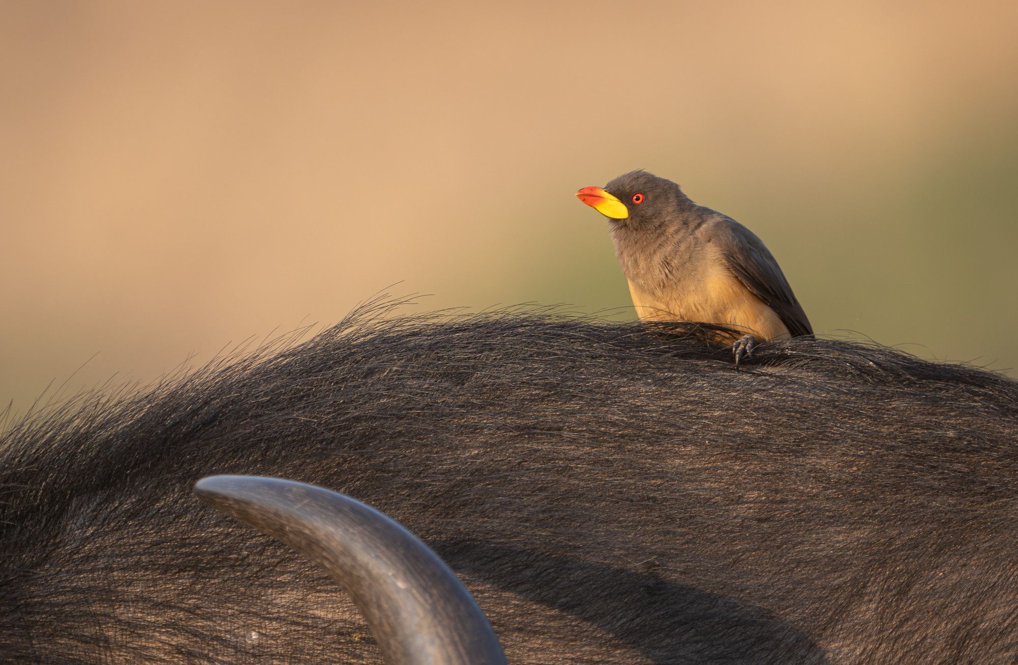 Yellow billed oxpecker sitting on the back of a buffalo, with the tip of the horn visible.