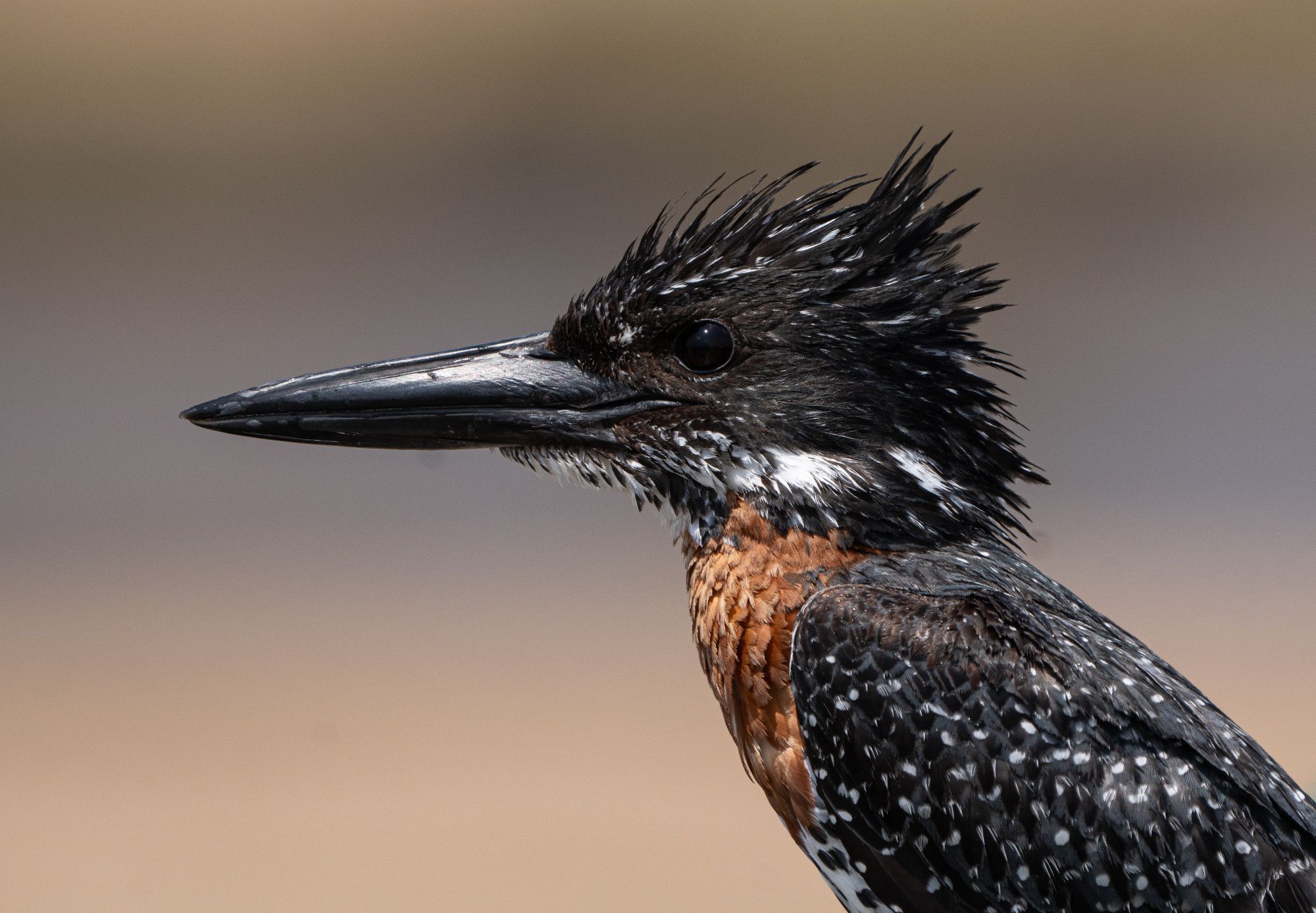 Close up of the head of a giant kingfisher