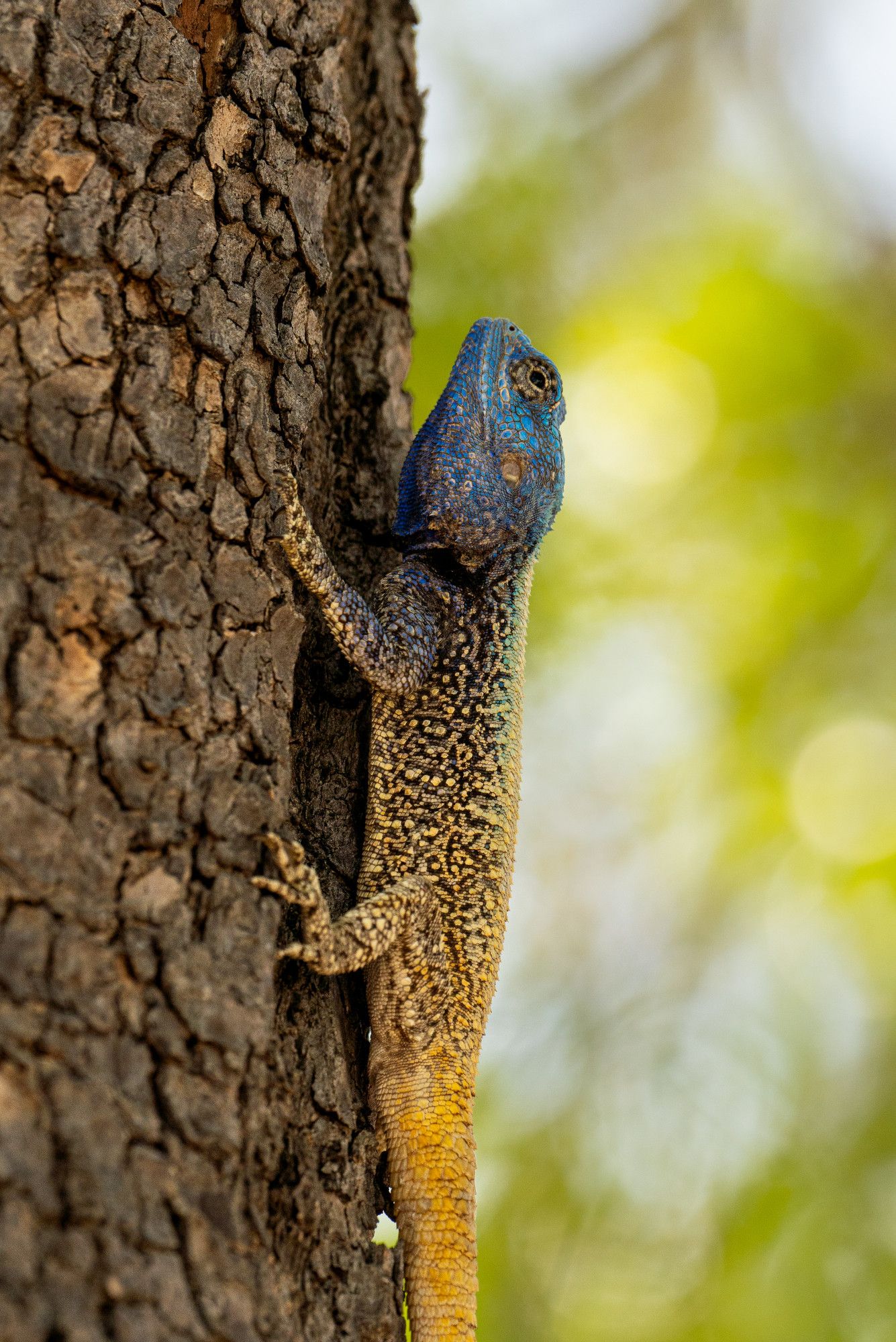 Blue-headed agamid (Southern tree agama) on a tree.