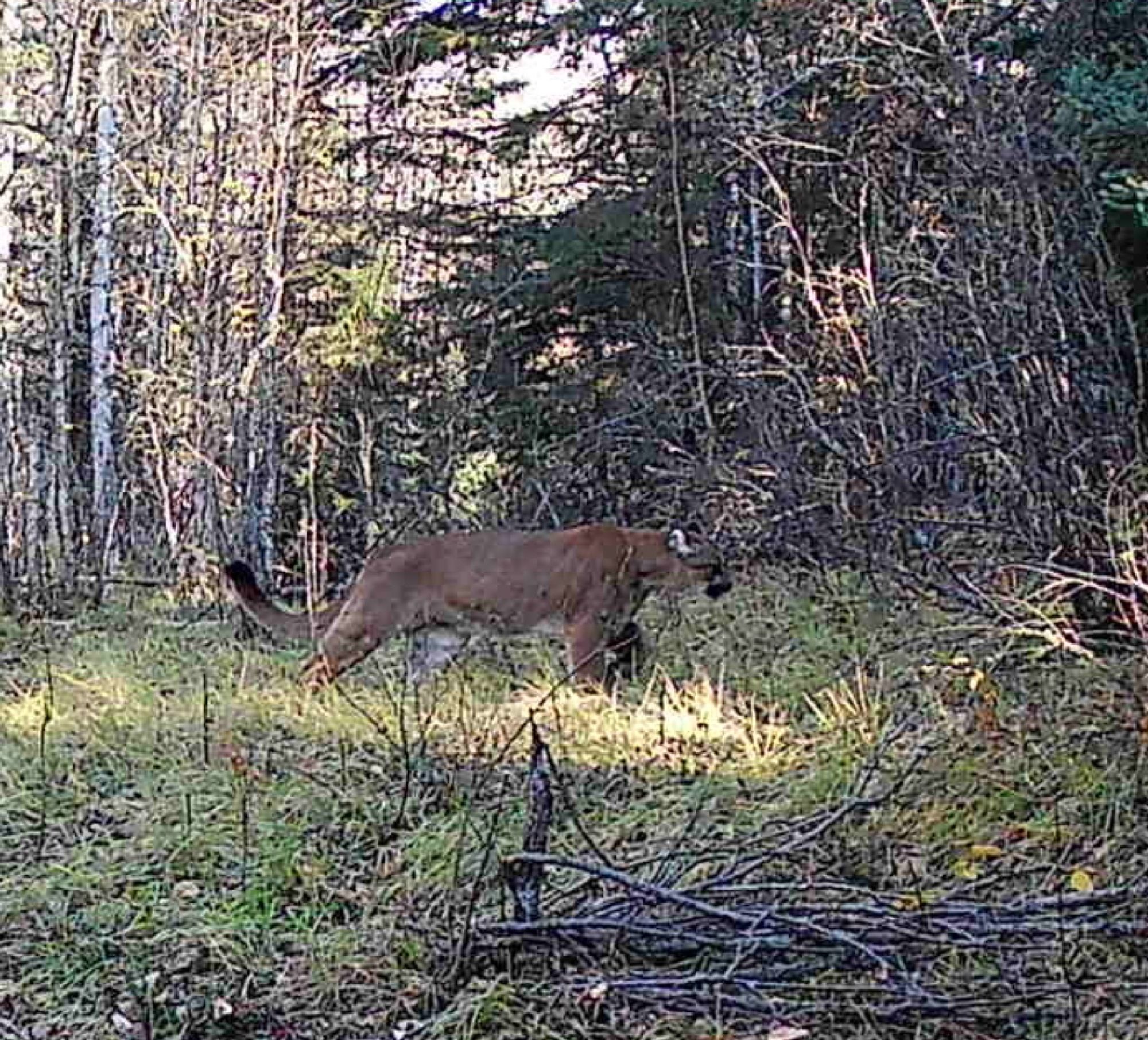 A mature cougar captured on a trail camera at 10 am near Athabasca, Alberta.