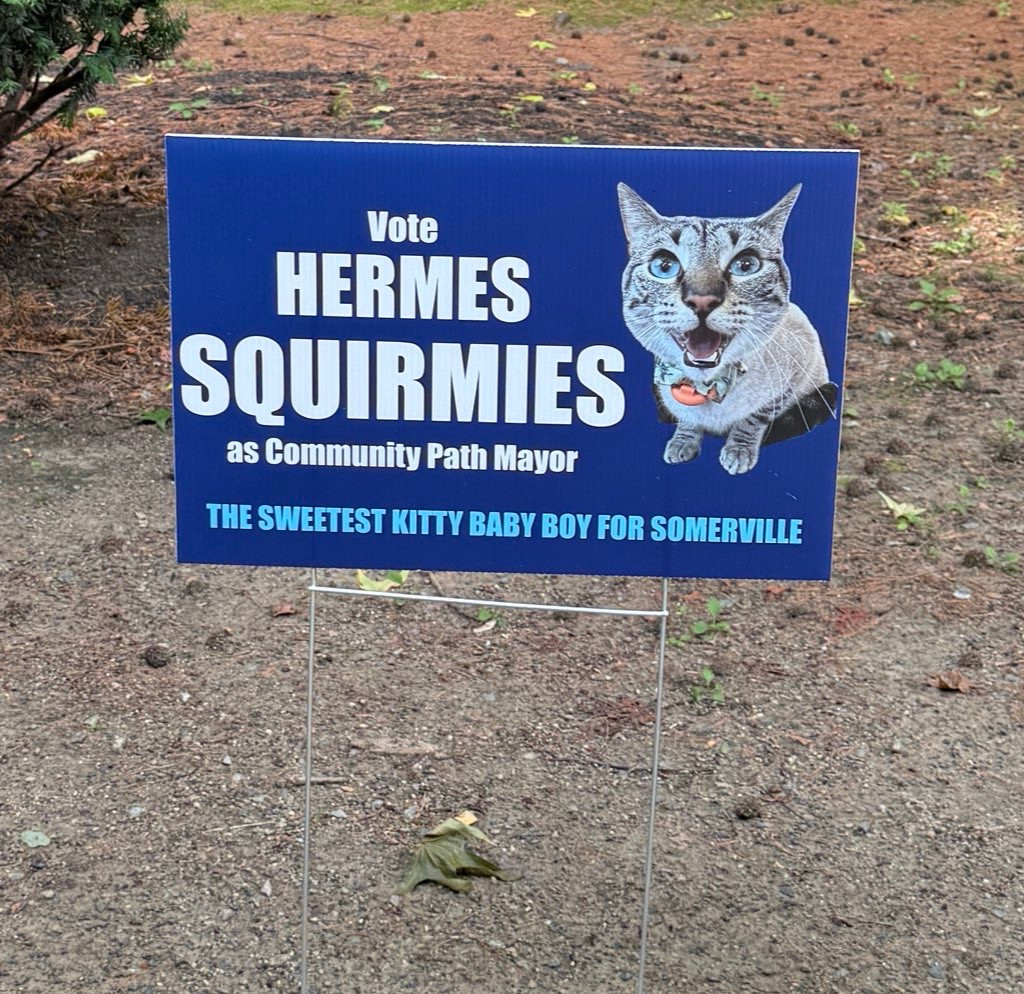 a sign for a cat running for cat mayor named hermes squirmies