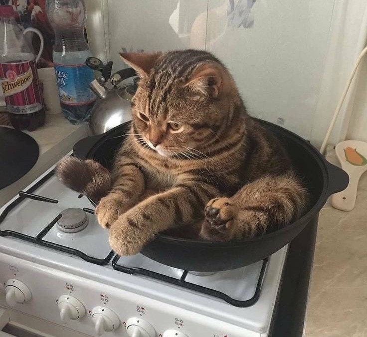 chubby tabby cat sitting forlornly in a frying pan on a stovetop