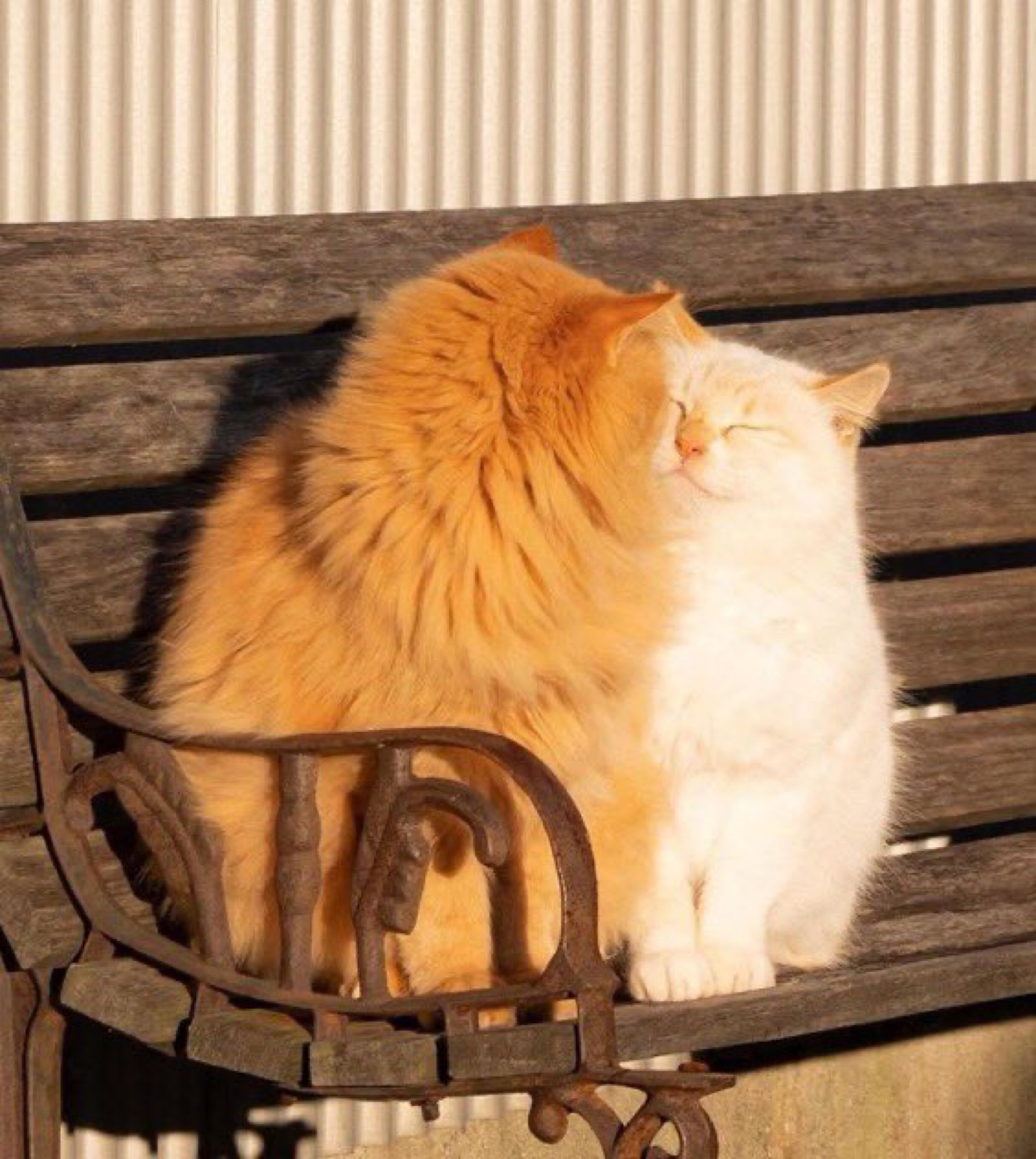 two fluffy cats kissing on a park bench 