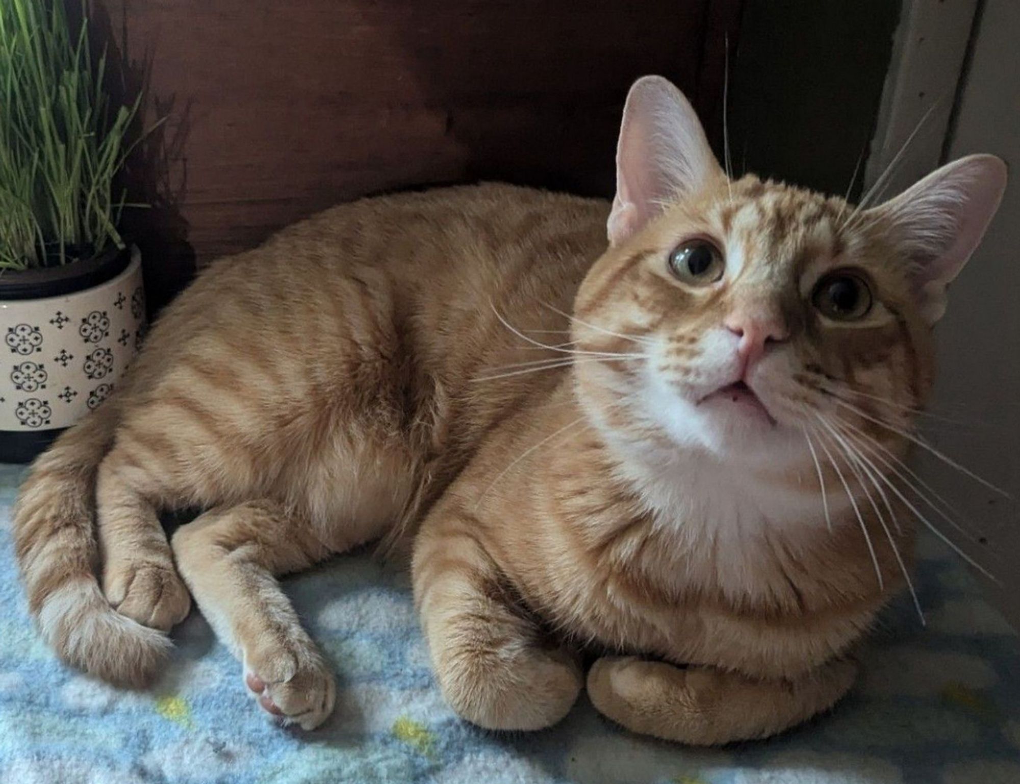 A striped Orange cat curled up on a blue blanket with clouds and lightning bolts printed on it. Looking up at the camera, his tail is curled around his body. There is a plant pot with cat grass immediately behind and to the left of the cat.