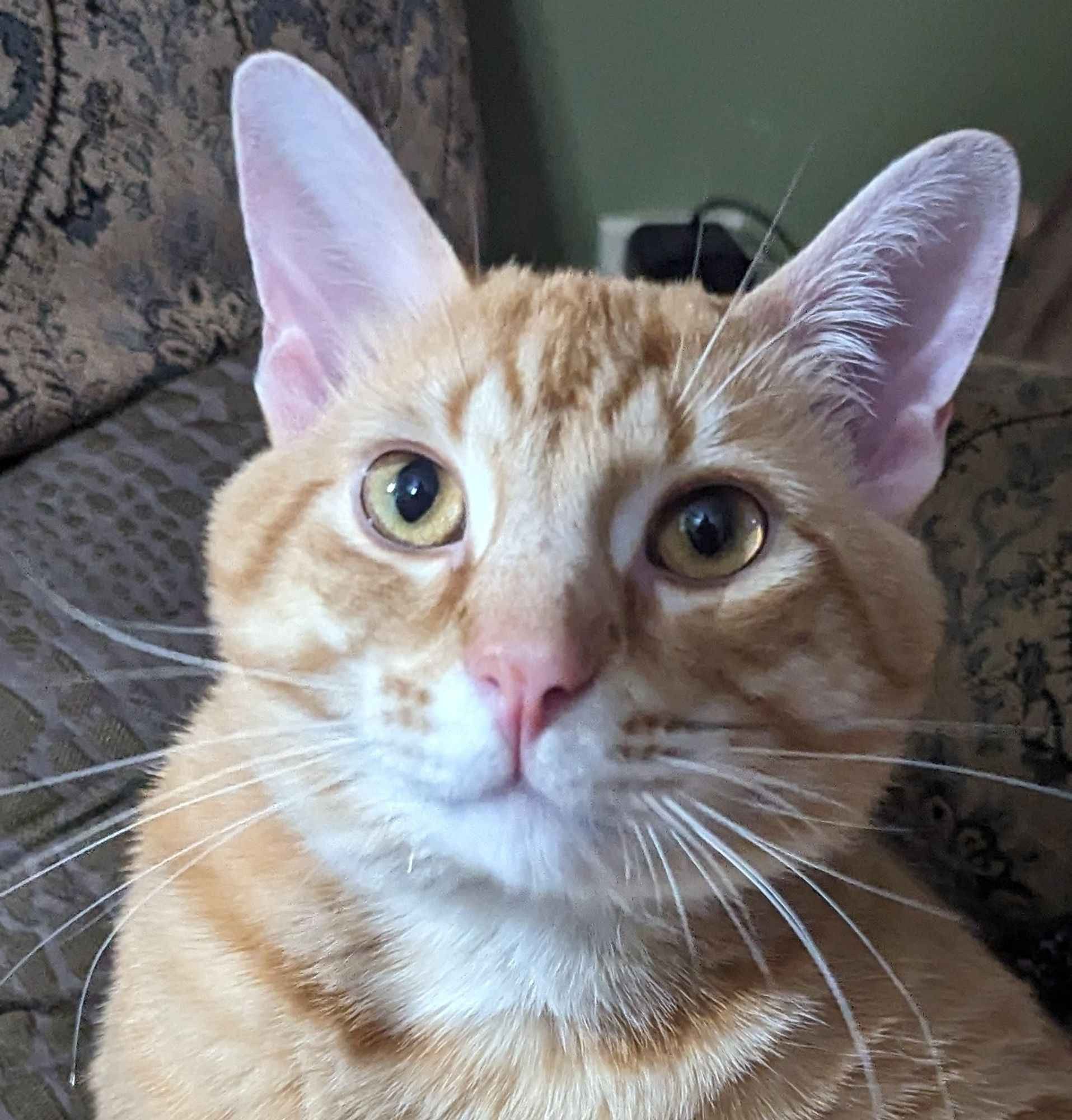 Close up on the face of yellow cat cared for by @victoriavvinters.bsky.social sitting upright in a brown chair looking towards camera. The cat is alert with wide yellow-green eyes open. There is a chair arm and a green wall behind the cat.

tags: #Caturday #Cat #CatsOfBsky #HelpFolksLive2024 #MutualAid #MutualAidRequest #HelpSky #CommunityAid #CommunityAidRequest #SurvivalCrowdFund #DisabilityCrowdFund