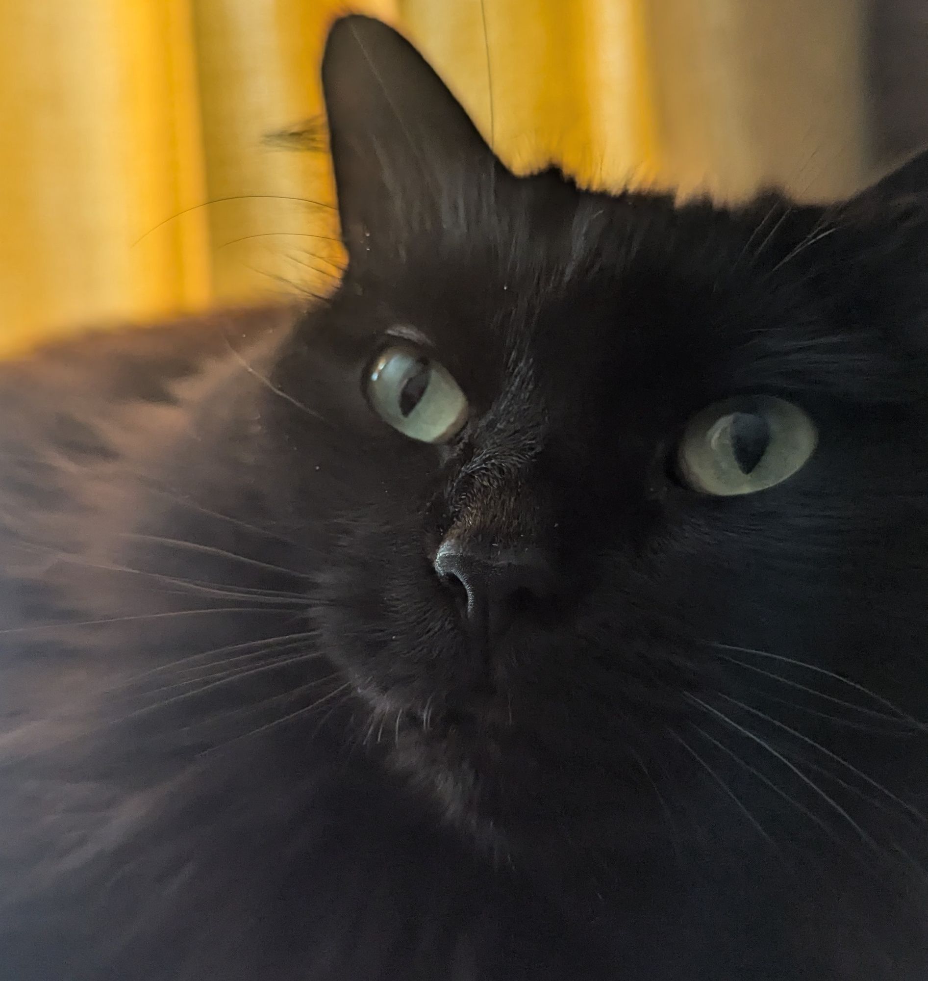 Close up shot of a black long-haired cat belonging to @victoriavvinters.bsky.social, with green eyes against a gold background looking up at the camera. One ear is obscured from view.