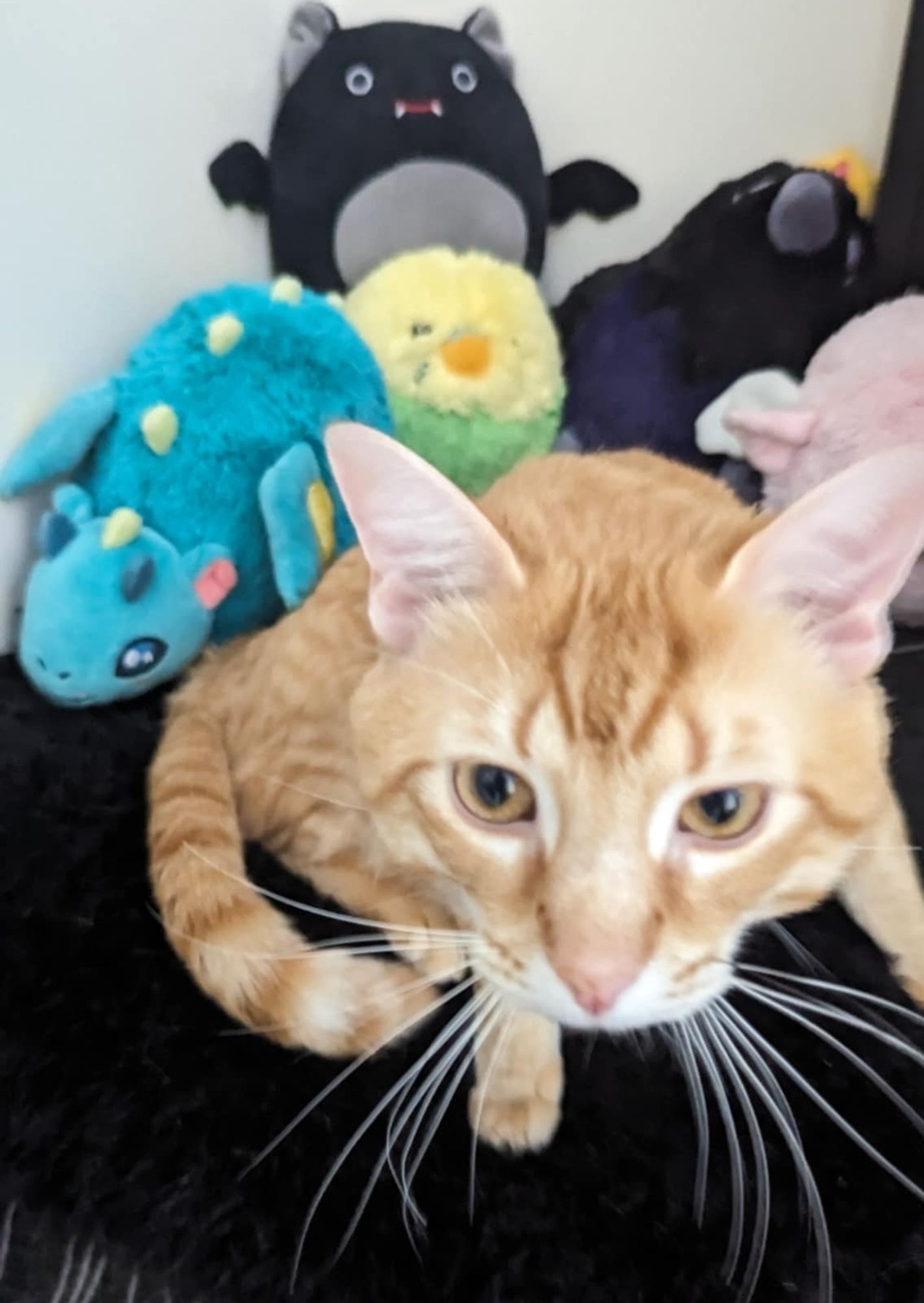 Close up on the face and whiskers of an orange tabby on a black bedspread. It has wide, curious golden eyes, is leaning toward the camera, and sitting with his tail curled around his side. Behind the kitty, a few plushies are visible, a small blue dragon, a parakeet and a bat are easy to make out behind him, with two more plushies that are obscured.

#HelpSky #CatSky #CatsOfBsky #CatsOfBluesky #Cat #MutualAidRequest #CommunityAid $CommunityAidRequest #CrowdFund #SurvivalCrowdFund #DisabilityCrowdFund #DVSurvivor #DVSurvivorFund