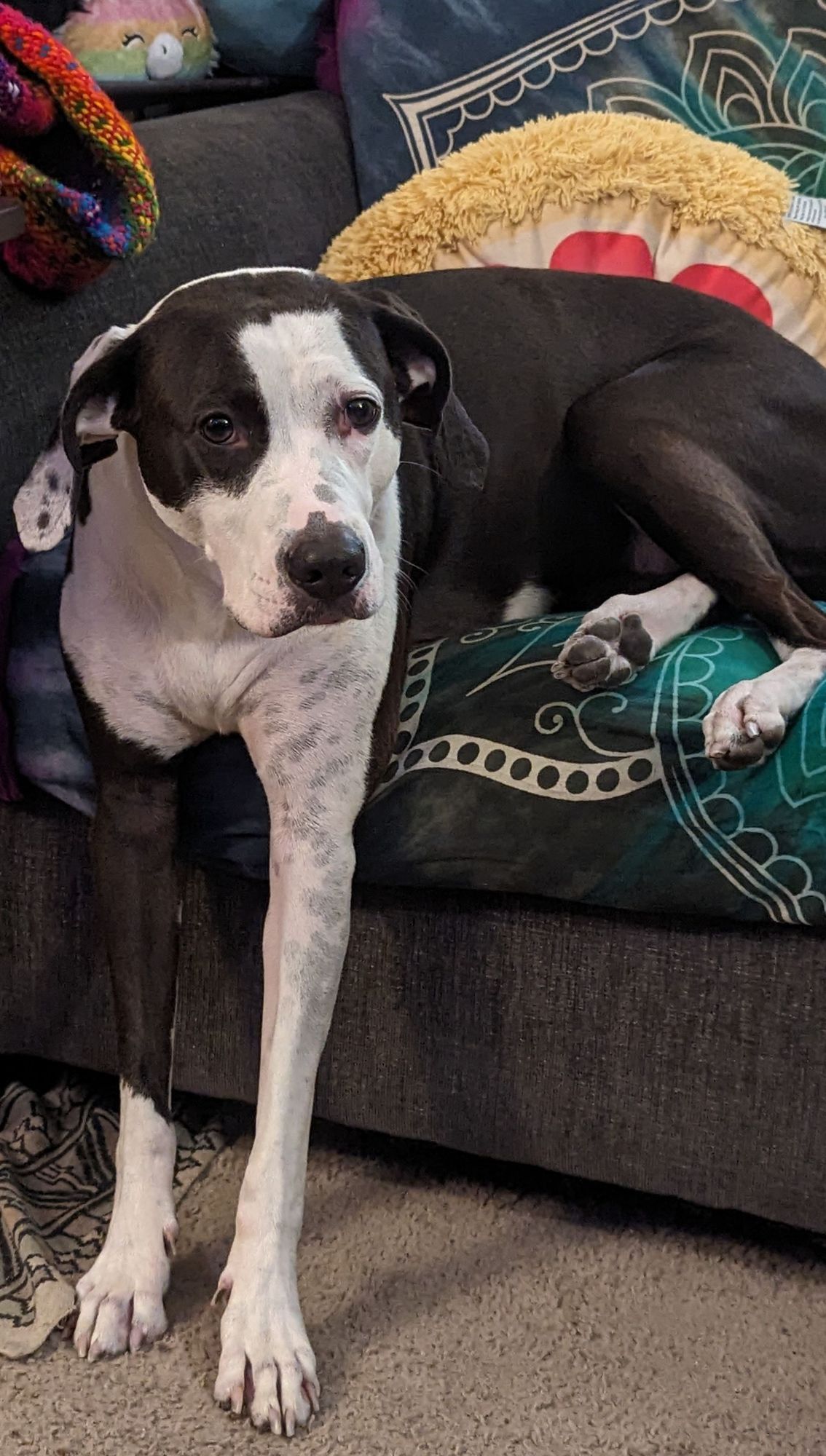 Black and white pitty-foxhound mix with her back legs tucked under her as like she's laying down on the couch, and her front feet on the ground in front of the couch like she's standing up. Help us with a donation to stay housed?

#DogSky #HelpSky #MutualAidRequest #MutualAid #CommunityAid #CommunityAidRequest #DisabilityCrowdFund #TransCrowdFund #PetCrowdFund