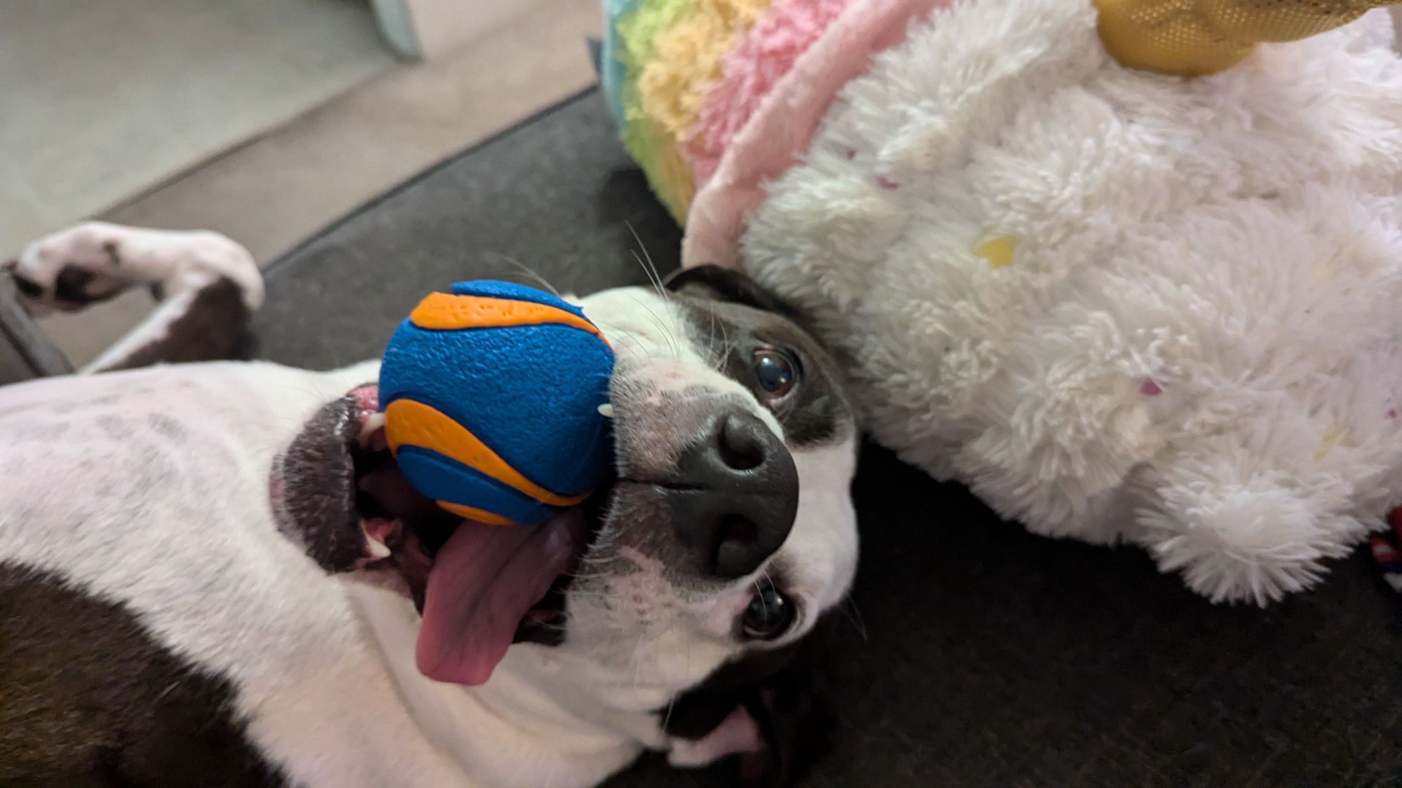 Black and white pitty-foxhound mix laying on her back with a ball in her mouth and her tongue lolling out. She looks engaged and happy. There is a rainbow unicorn milkshake plushie to the right, above her head.