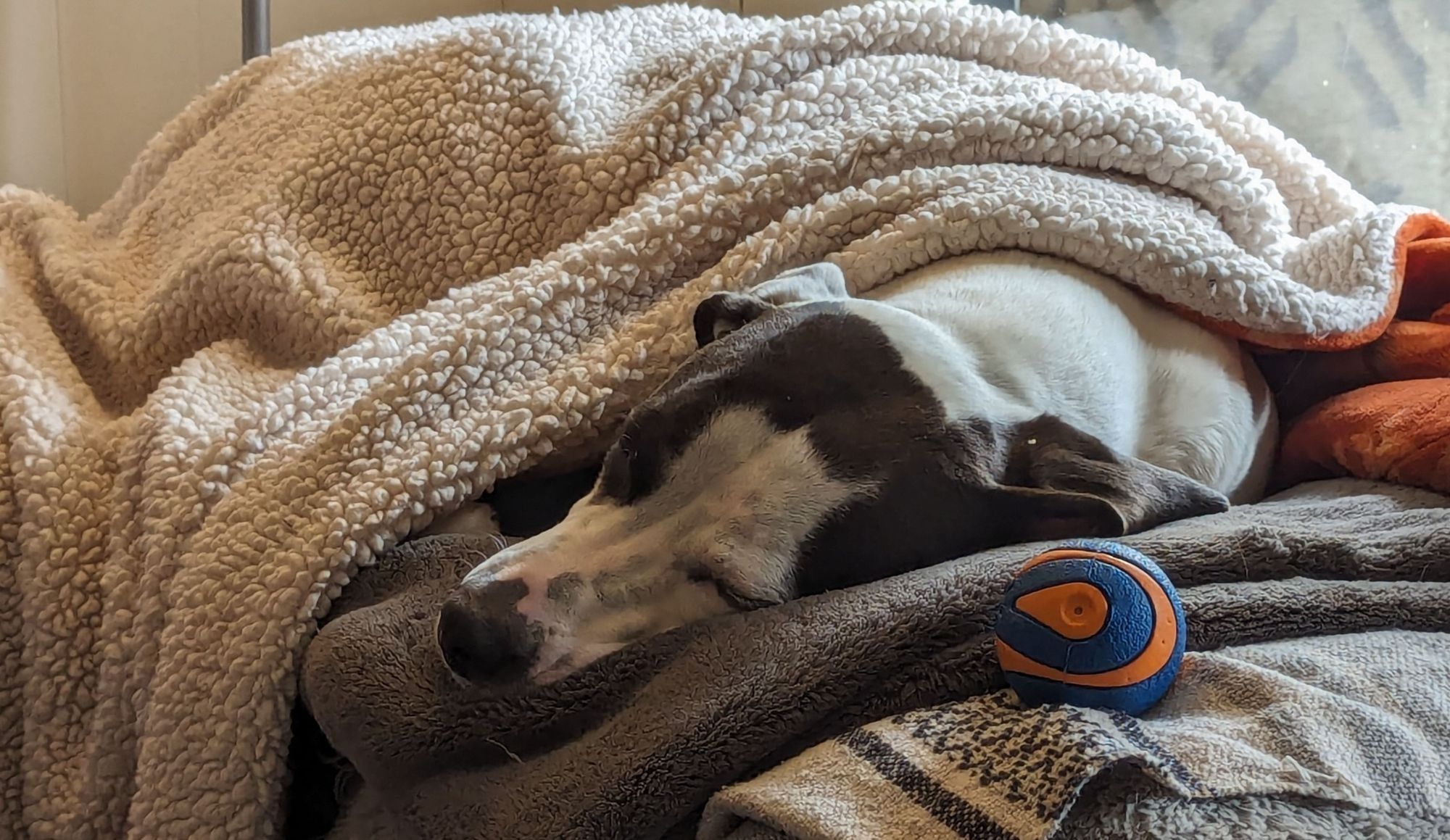 A black and white pitty-foxhound mix asleep under some blankets. The blanket under her is a soft grey, over a printed weave blanket with black and white stripes. The blanket she's tucked under is a fuzzy white on one side, with an orange soft side with lighter orange leaf designs draped over her. Above her head closer to the camera on the right side of the picture is her orange and blue chuck- squeaker ball. It's her fave toy/ pacifier.