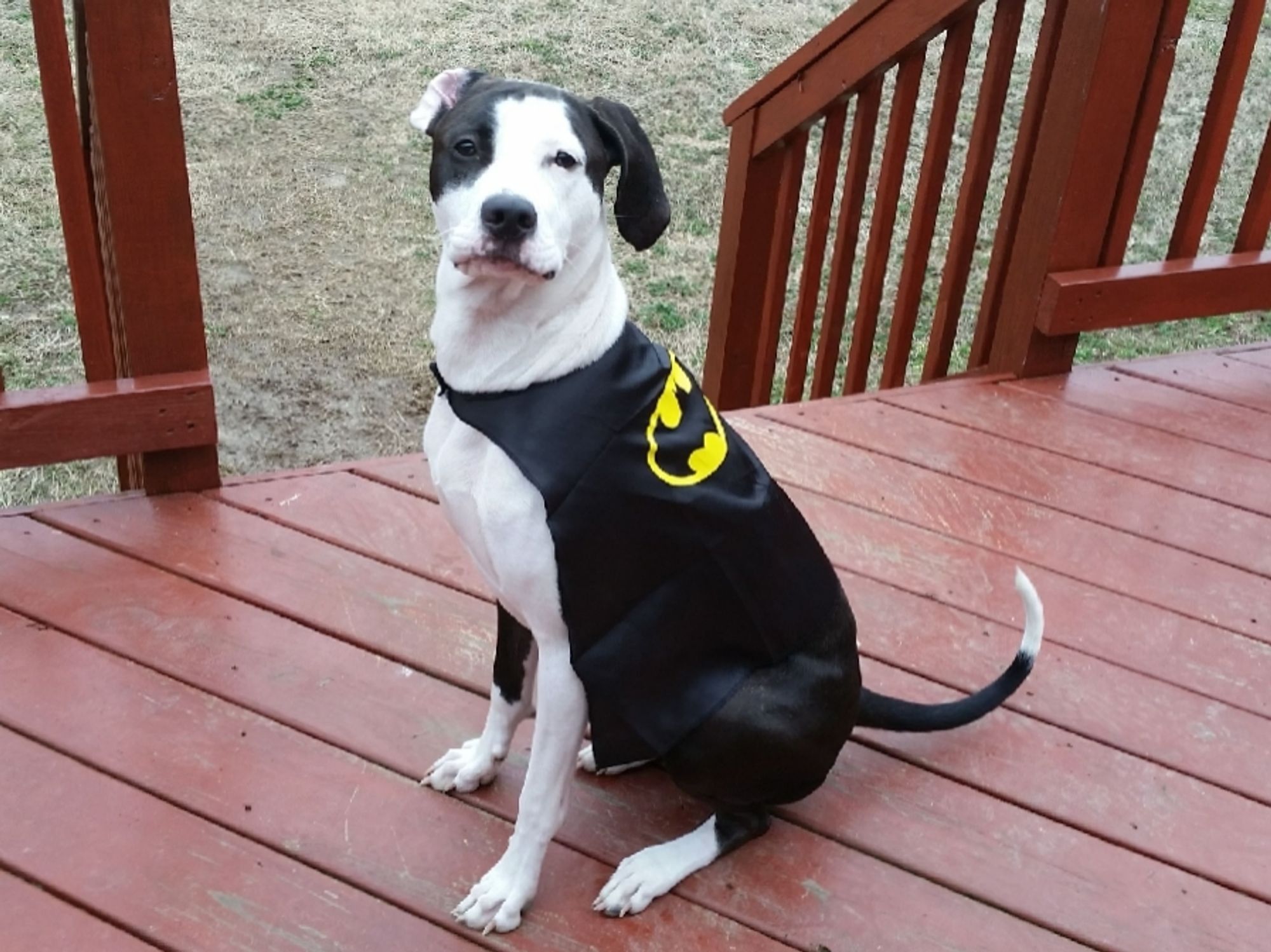 Black and white pitty-foxhound mix puppy when she was a year old, wearing a Batman cape as she sits on a red stained patio above patchy green grass. She's looking directly at the camera with a heroic expression and one ear tossed backward.