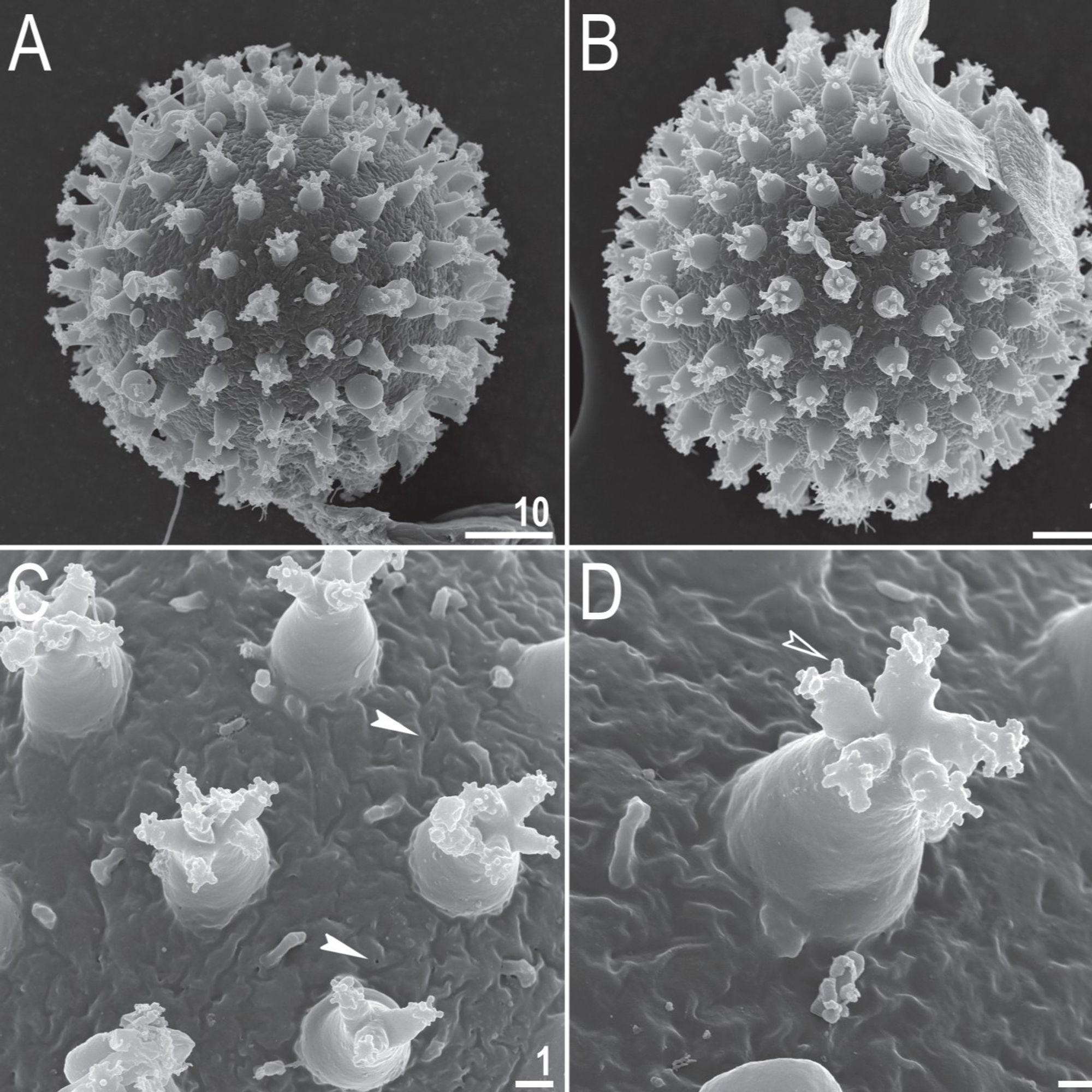 SEM images of tardigrade eggs. The eggs are spherical with regularly spaced, lobed protrusions emerging from the surface.