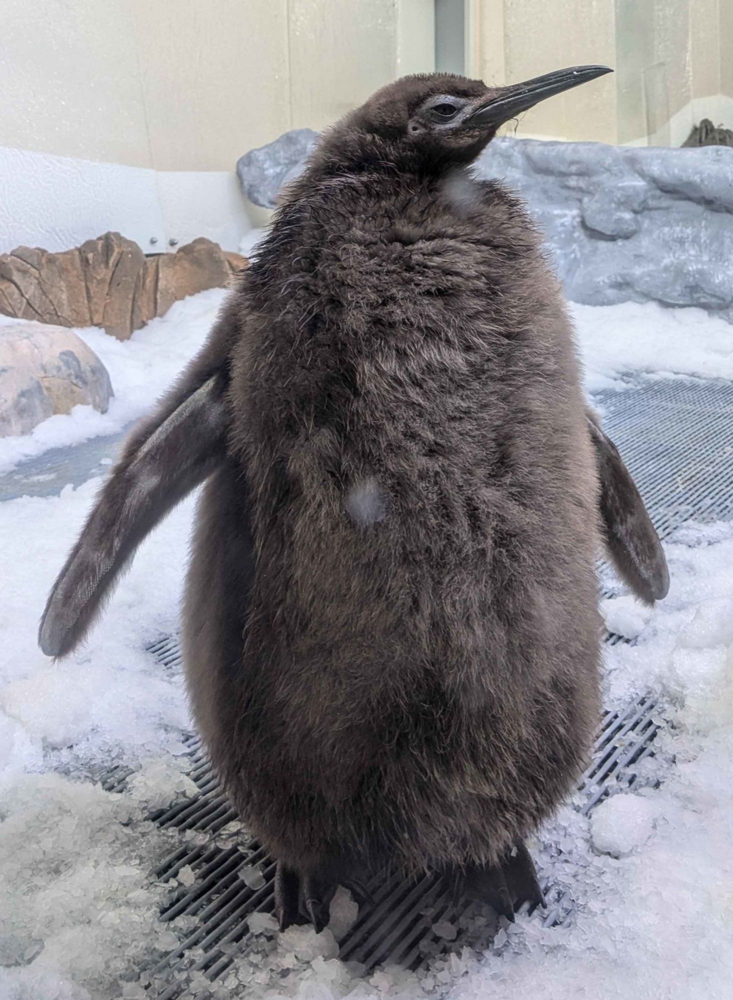 Pesto der Pinguin er ist ein riesiger flauschiger chonky Pinguin der königlich grumpy dreinschaut