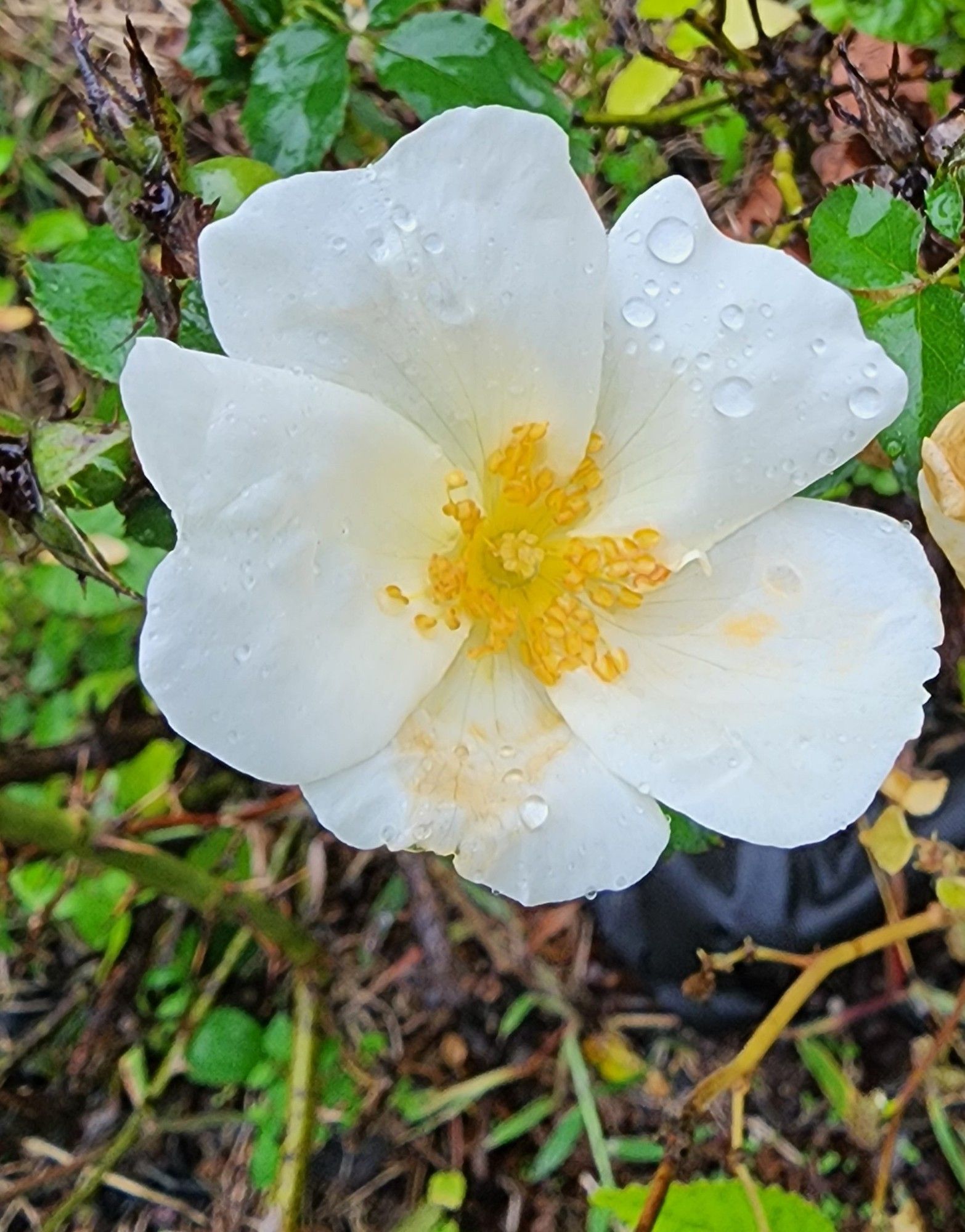 a pale yellow rose with 5 petals and a yellow center in full bloom and covered in rain drops, green leaves and grass can be seen in the background