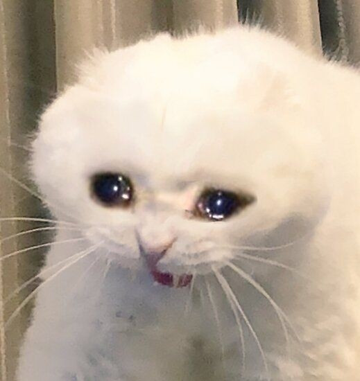 Meme of a white cat looking about to cry and sob