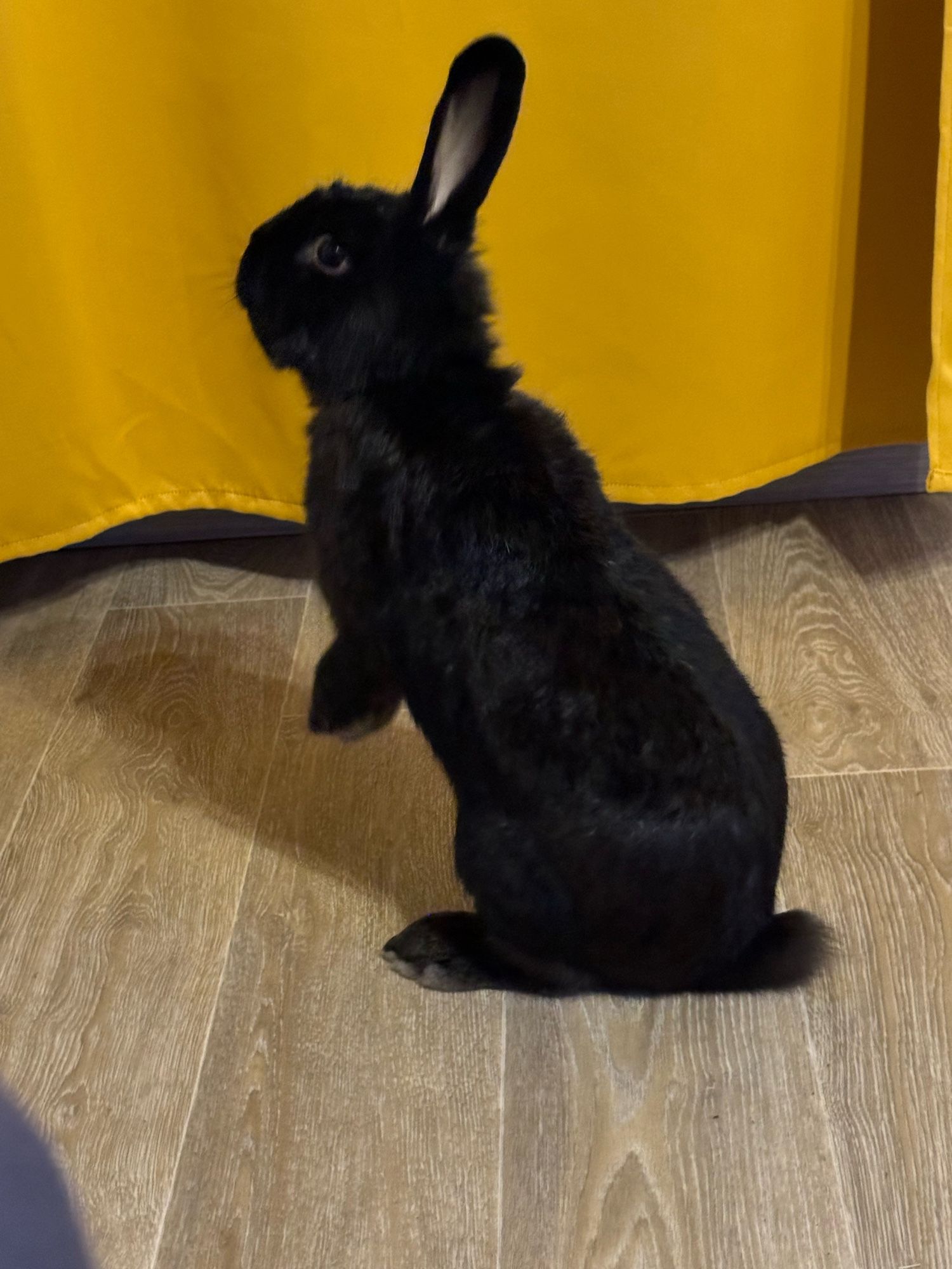 Mon lapin sur ses pattes arrières