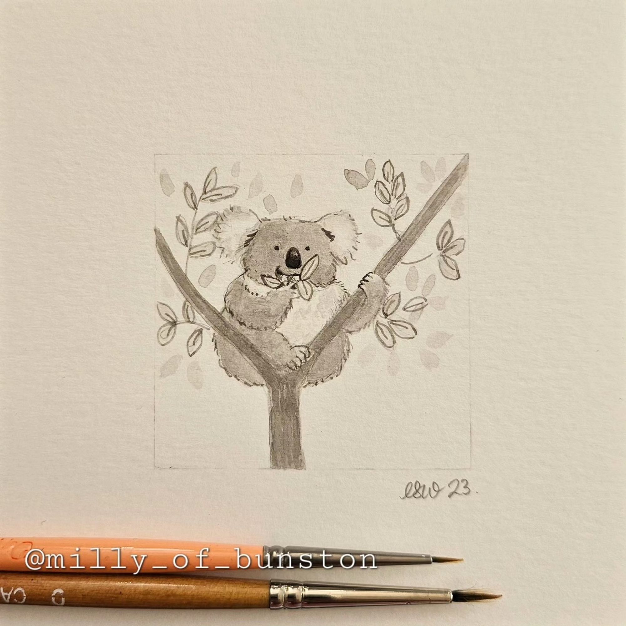 Ink painting of a koala munching eucalyptus leaves balancing on a Y shaped branch.