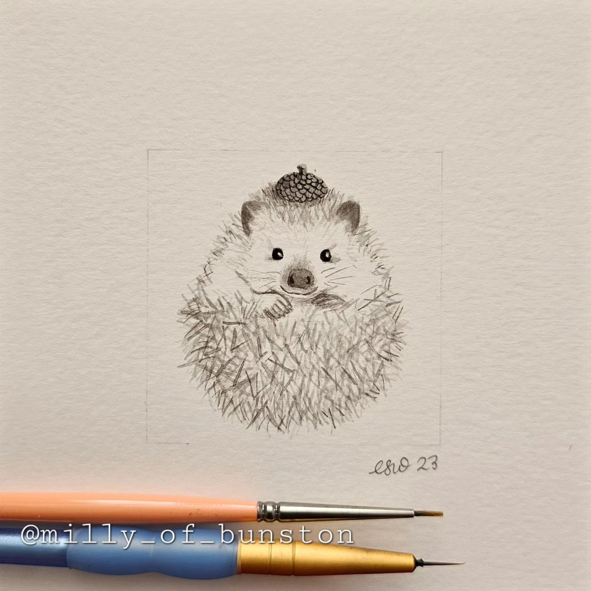 Ink pairing of a hedgehog curled up in a ball wearing an acorn top as a cap.