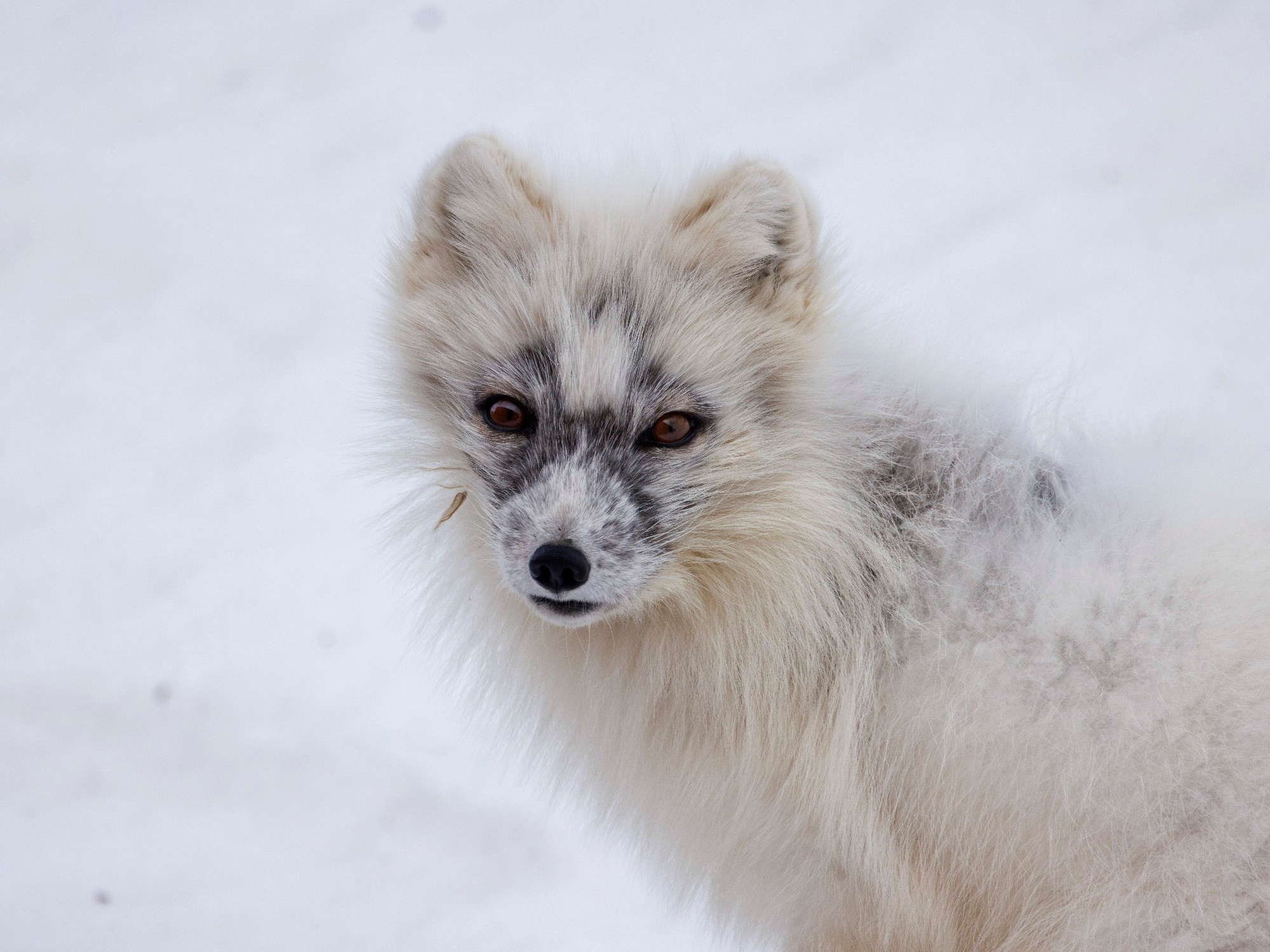 An Arctic fox looking at the camera It has lost its winter coat in small patches