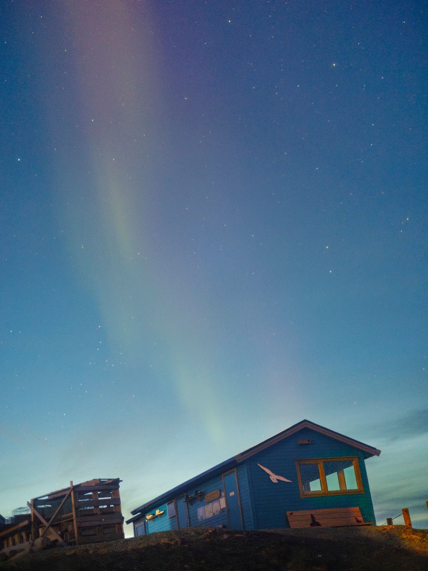 Pink and green aurora over Loffhus, a blue wldlife watching cabin on the edge of the fjord. On the horizon, sunlight is still very visible