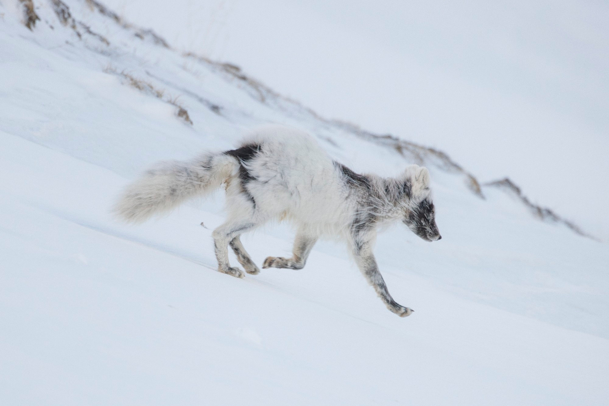 An Arctic fox running through the snow. It has lost its winter coat in small patches