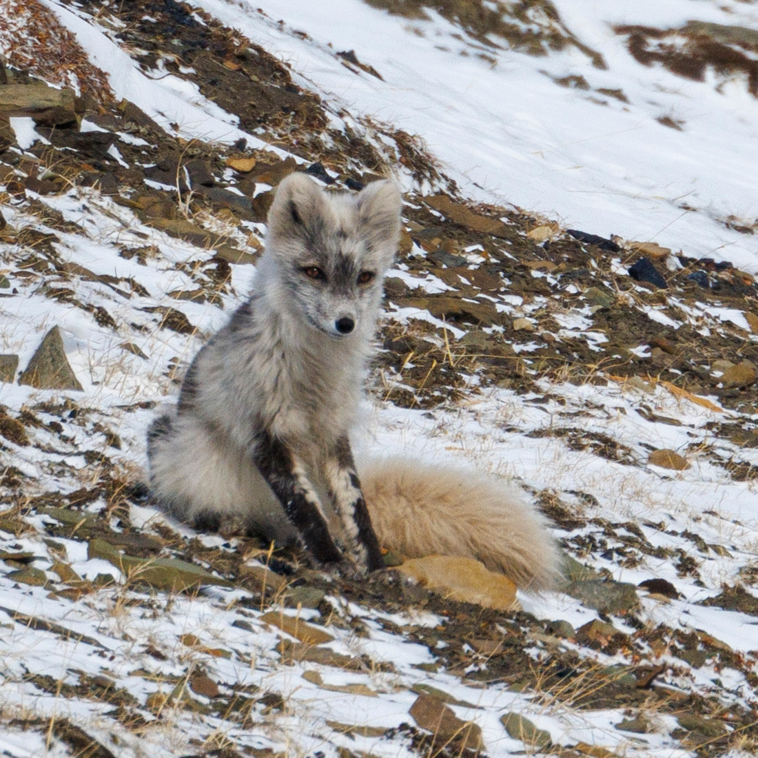 An Arctic fox sat upright. It has lost its winter coat on its legs and back