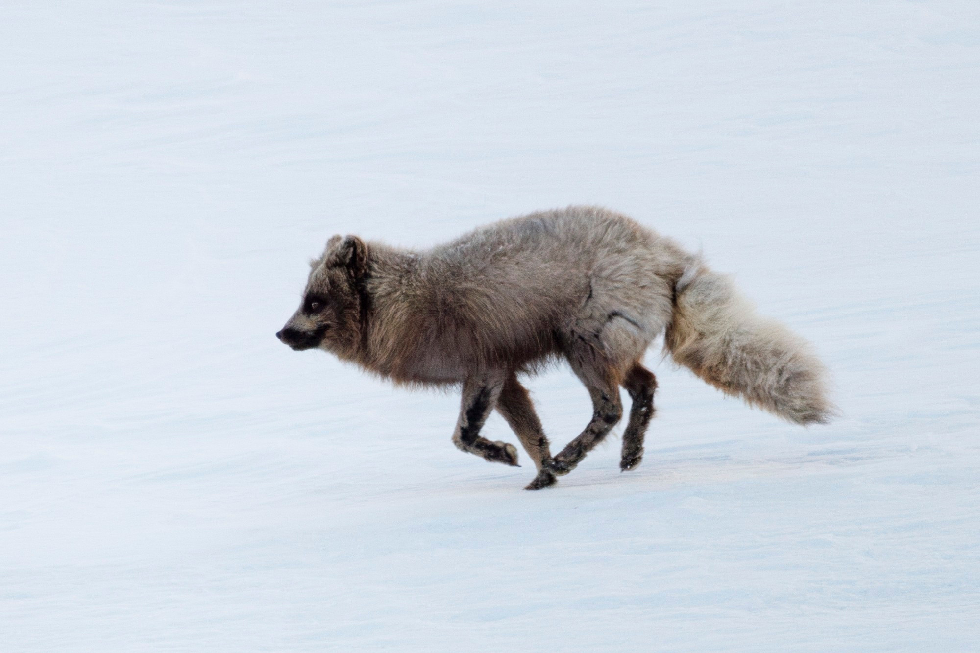 A blue arctic fox running through the snow. It has lost its winter coat on its legs and face